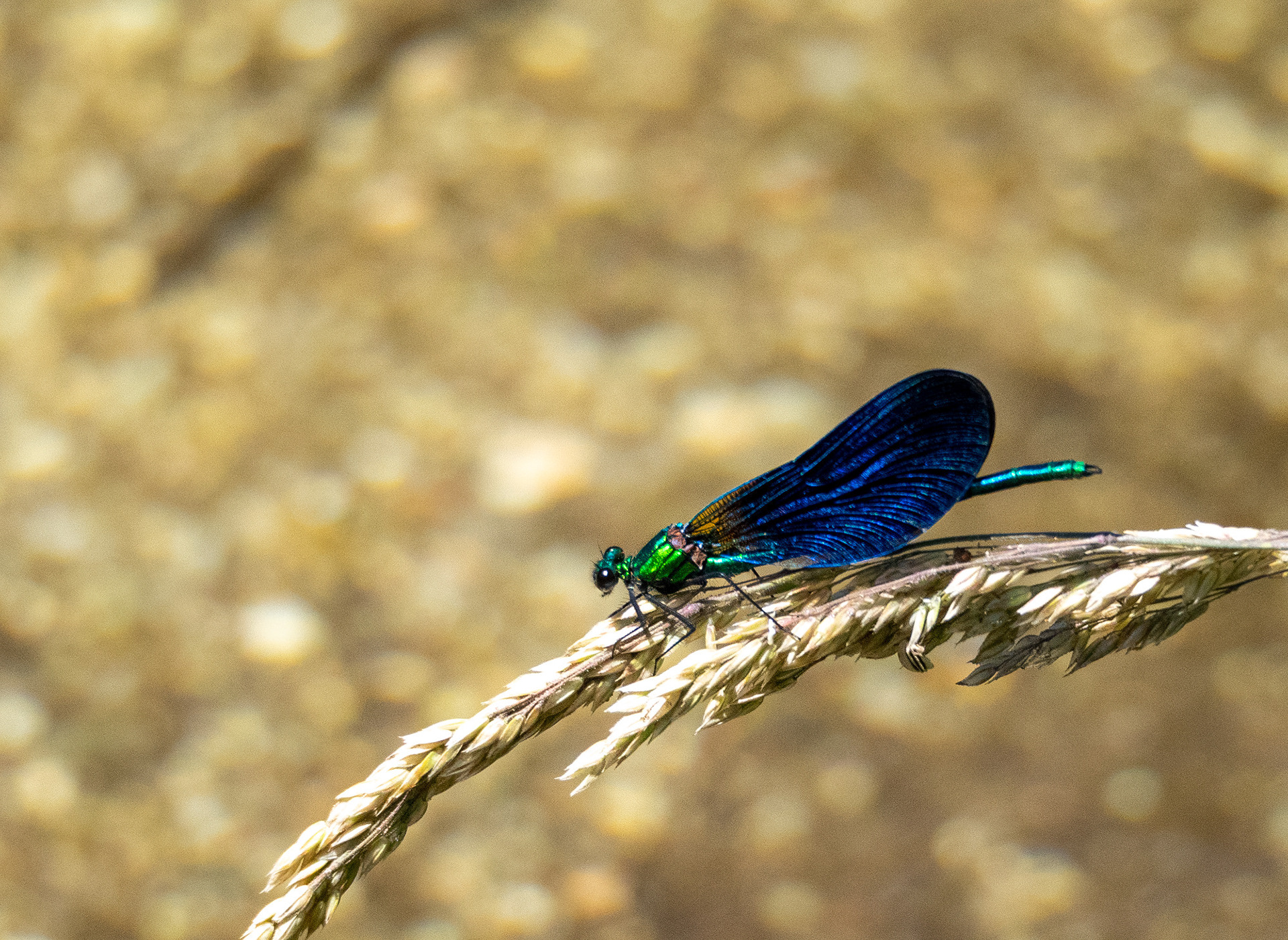 Damselfly