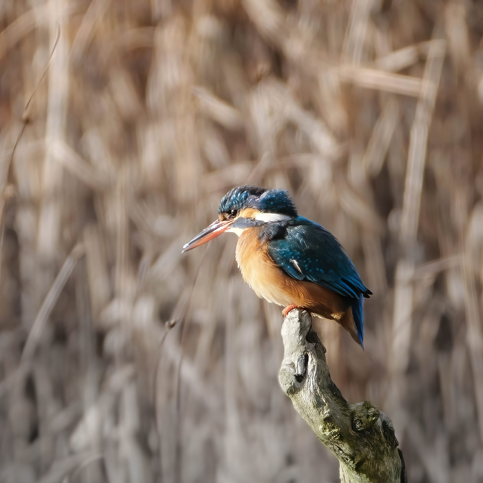 Kingfisher