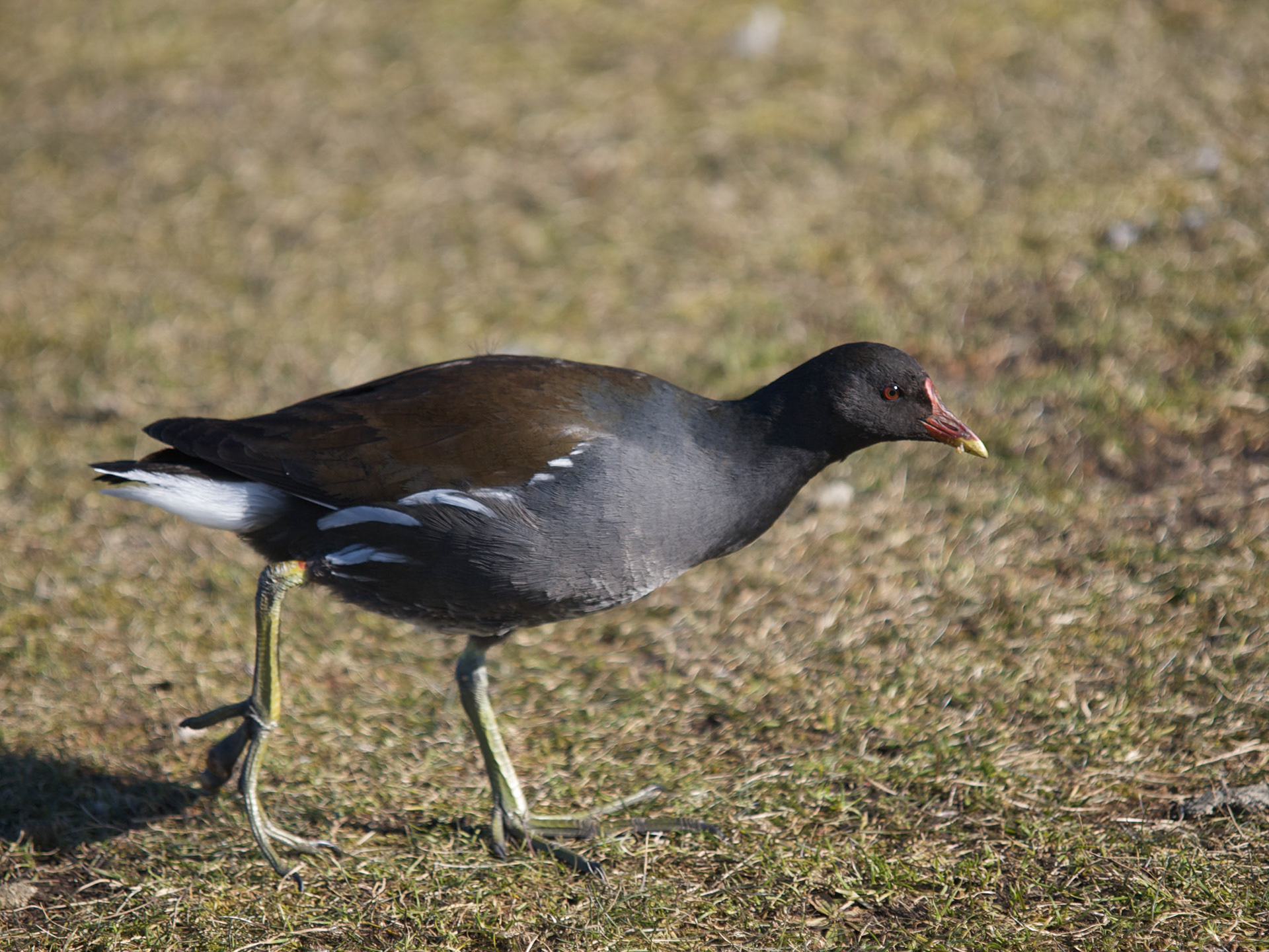 Moorhen
