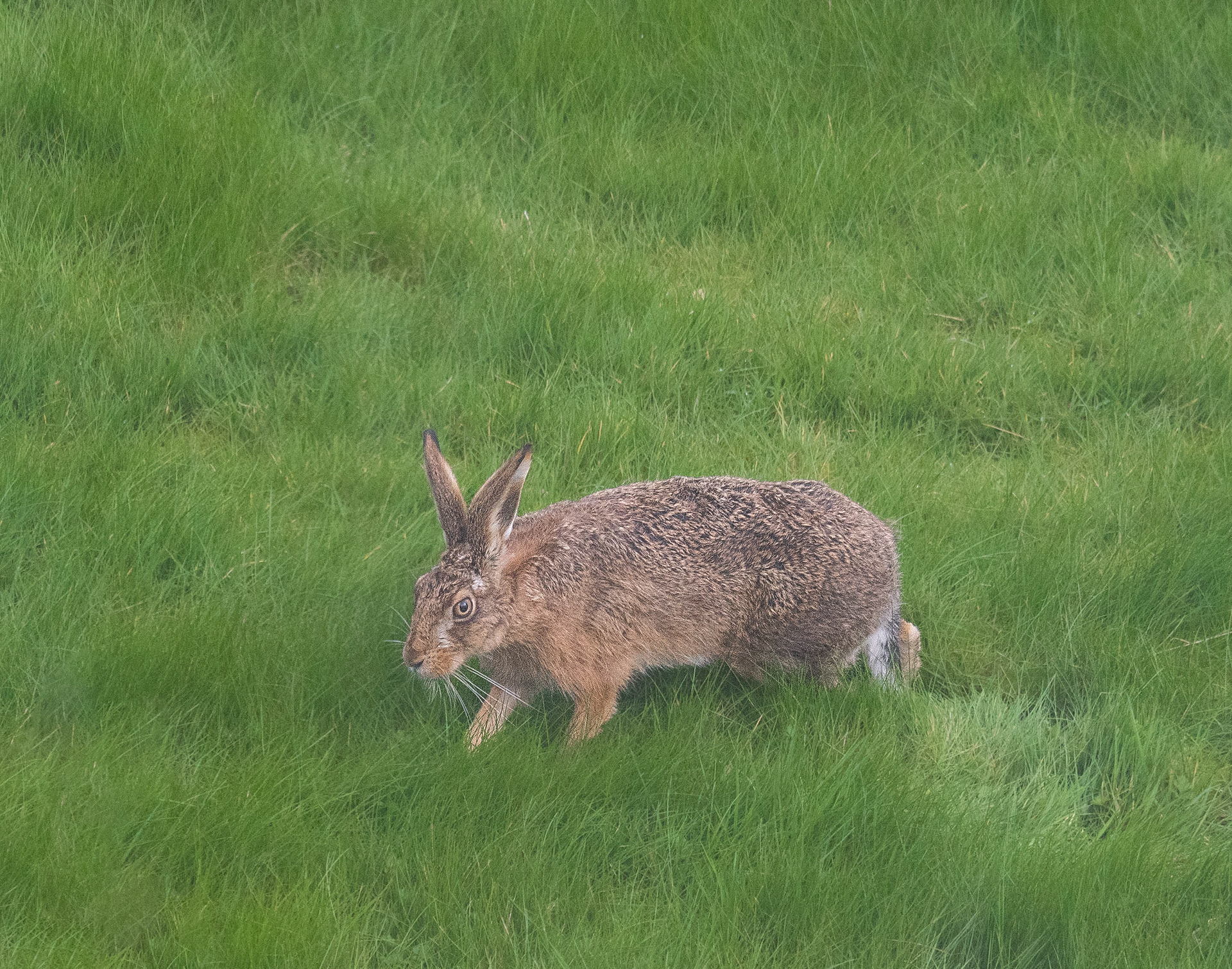 Brown Hare