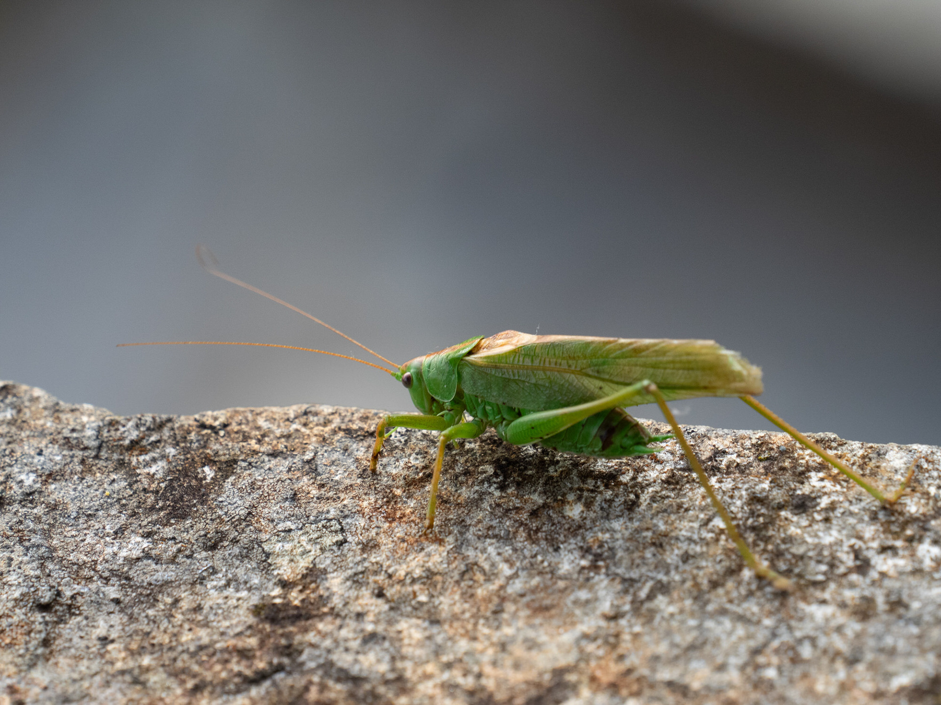 Bush cricket