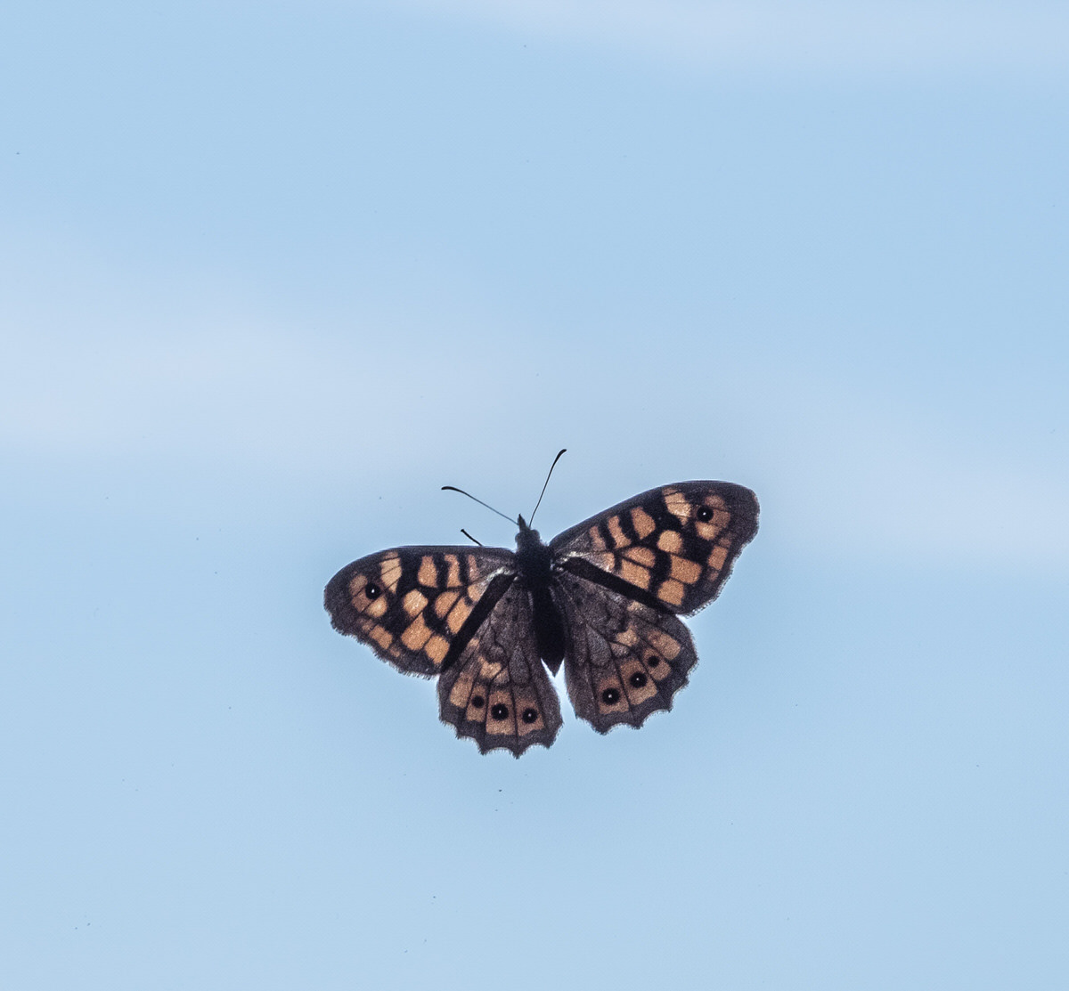 Wall Brown Butterfly