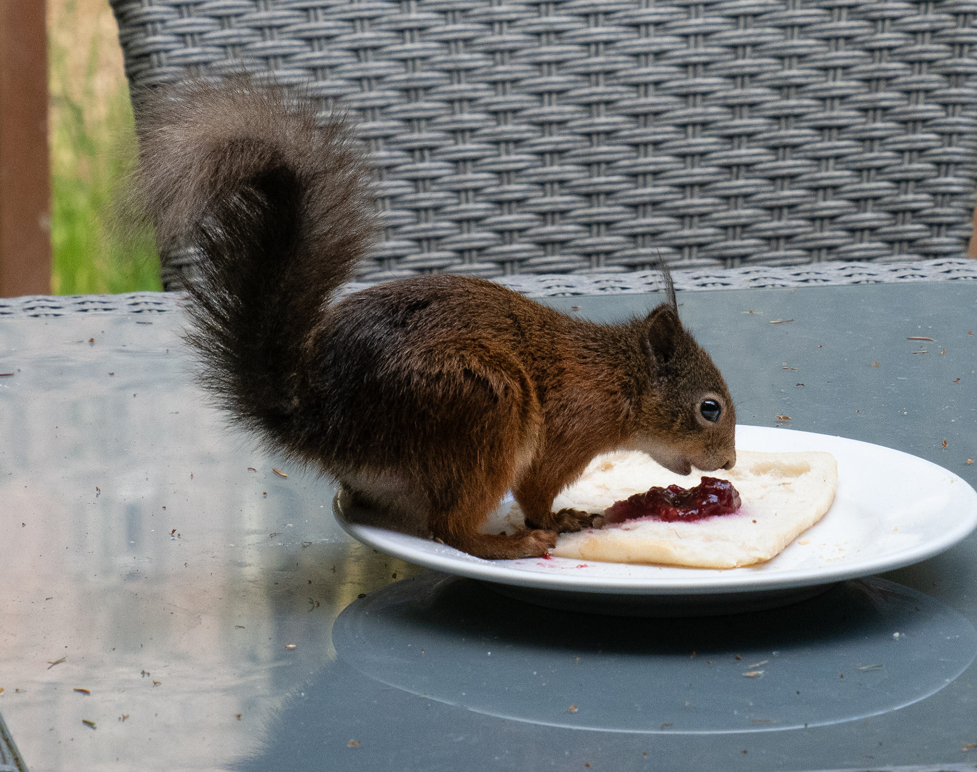 Red squirrel
