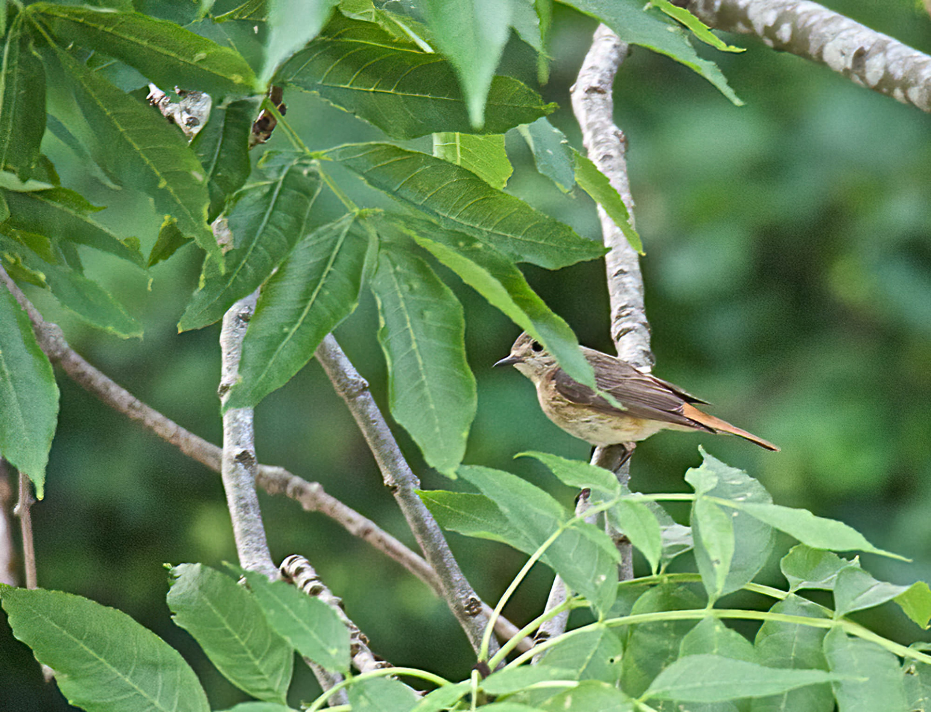 Common Redstart