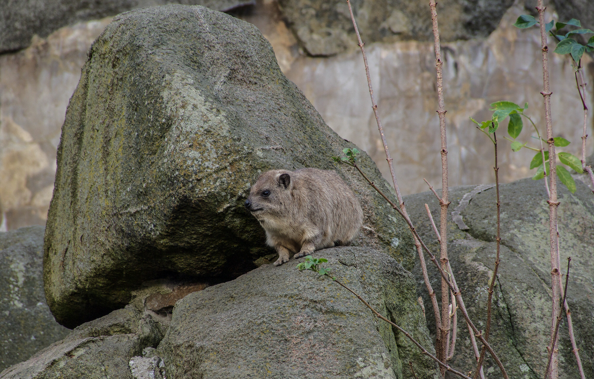 Rock Hyrax
