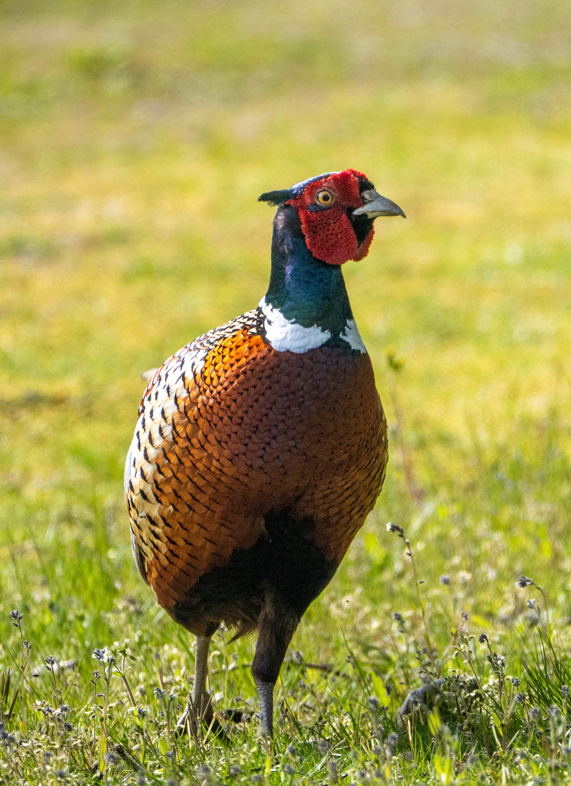 Pheasant
