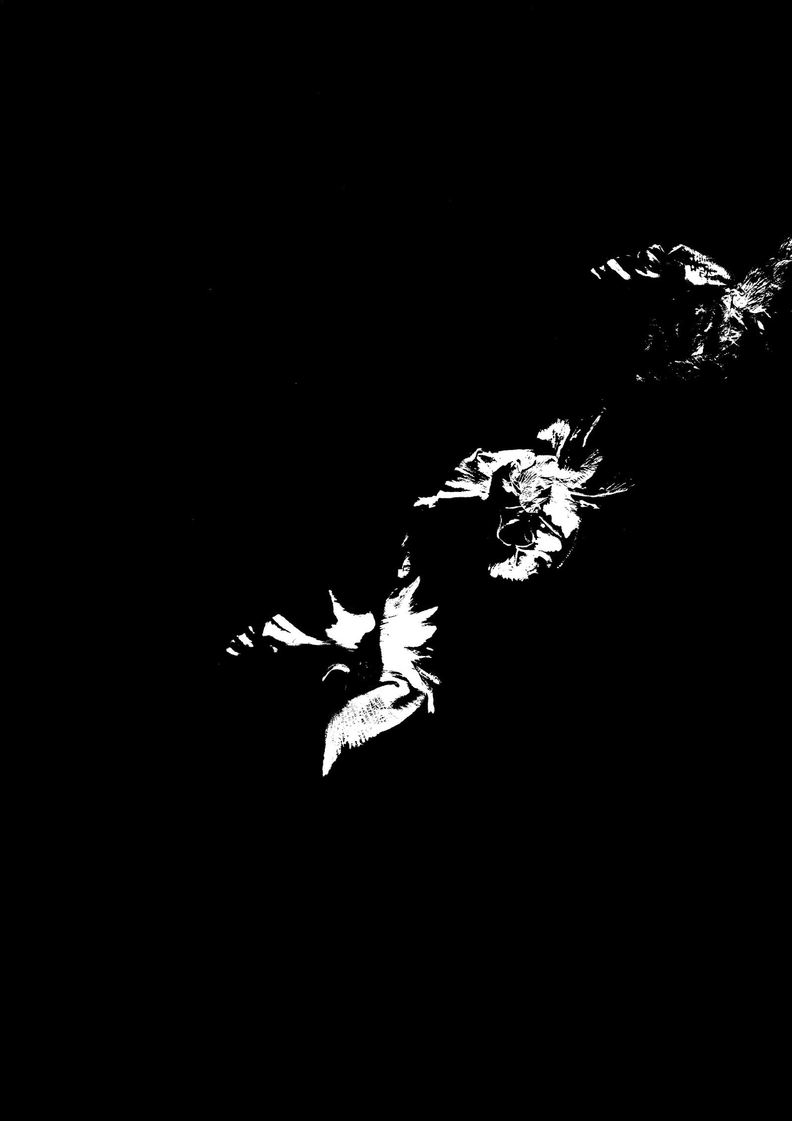 Gladioli scanography