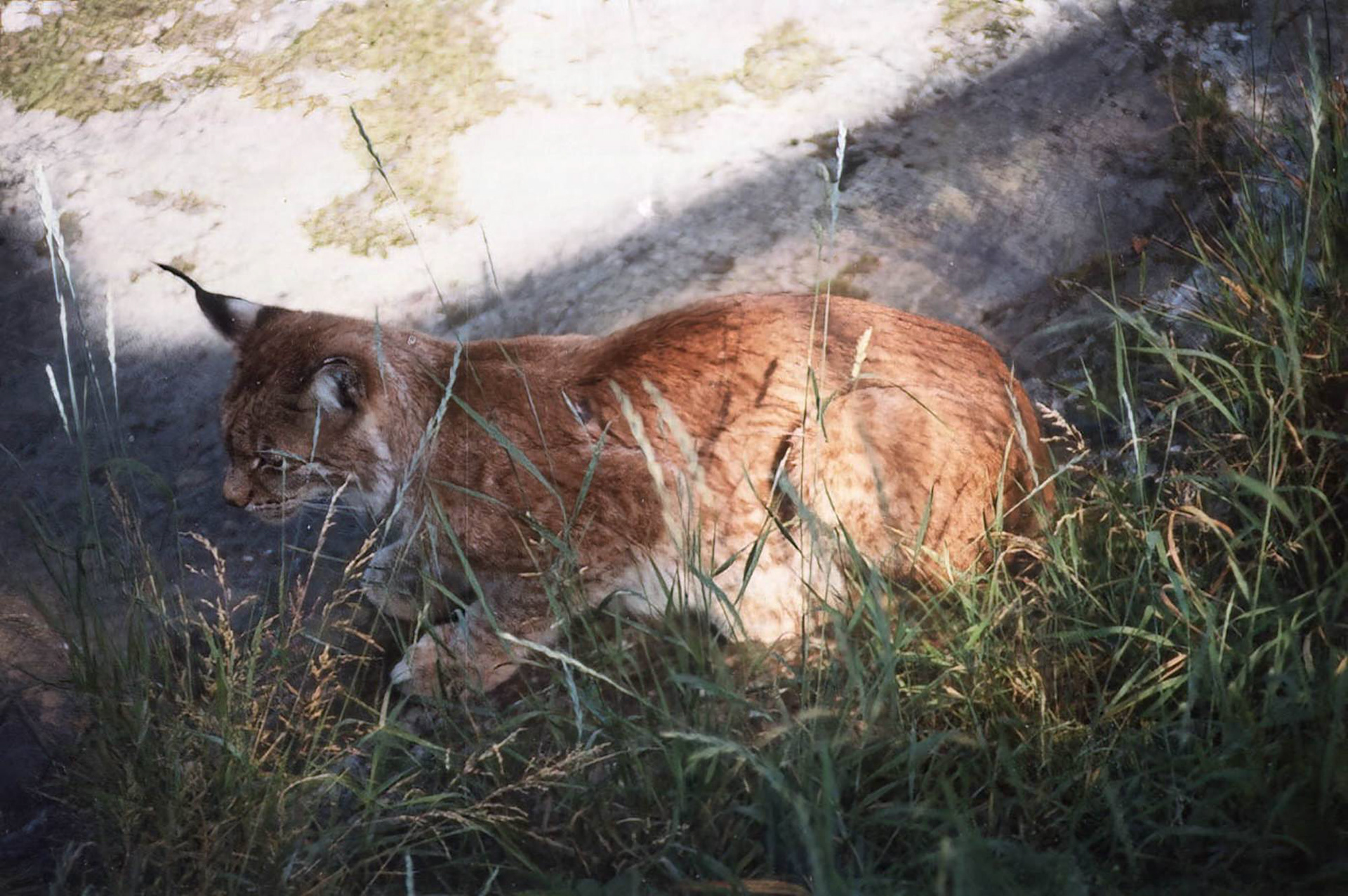 Eurasian Lynx in Sweden (scanned from neg)