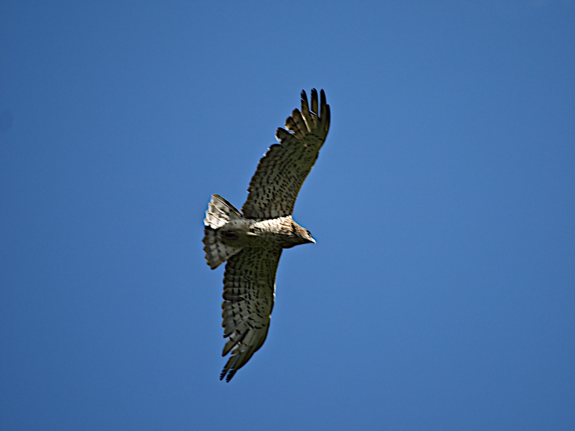 Short Toed Eagle