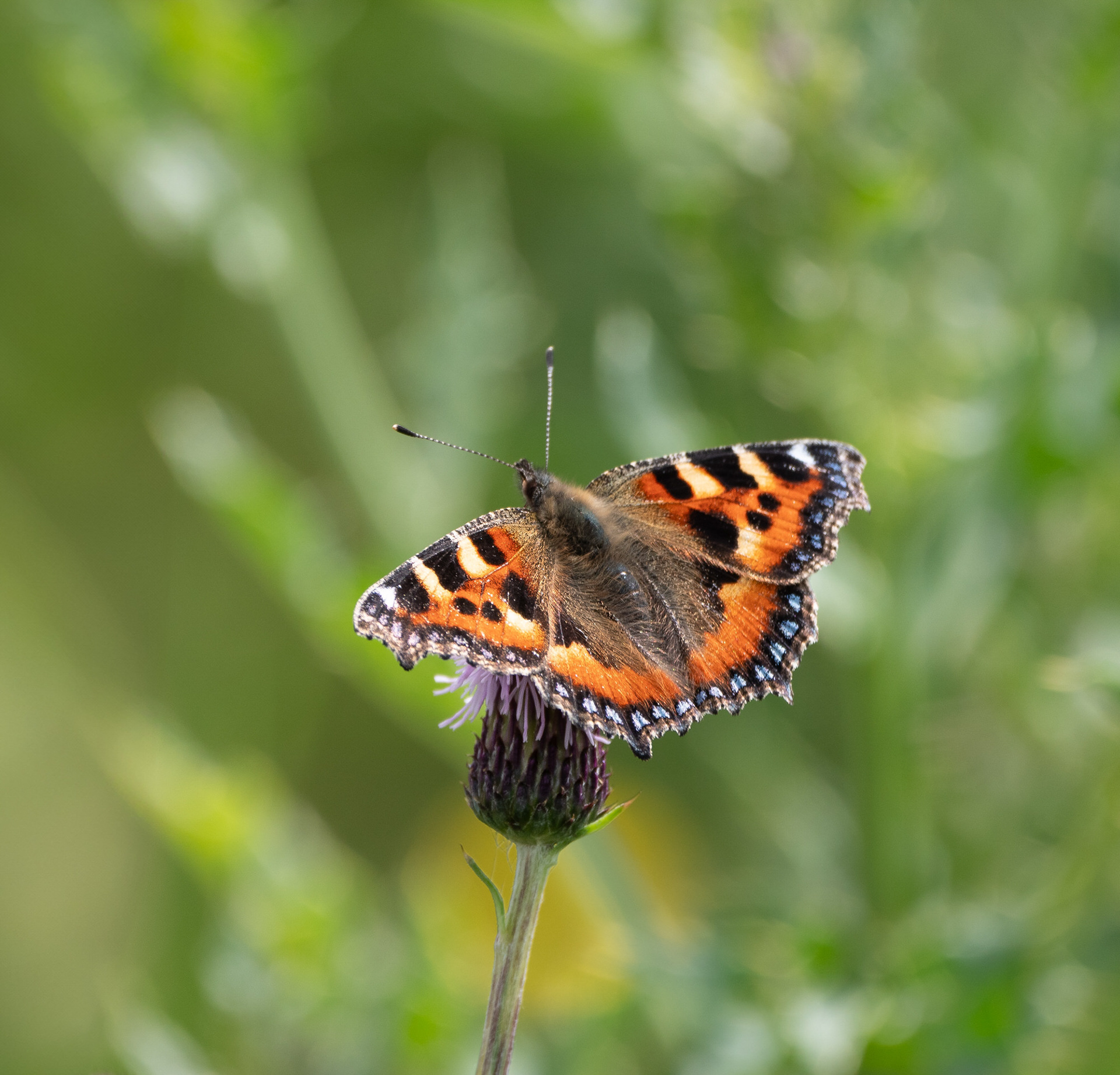 Small Tortoiseshell Butterfly