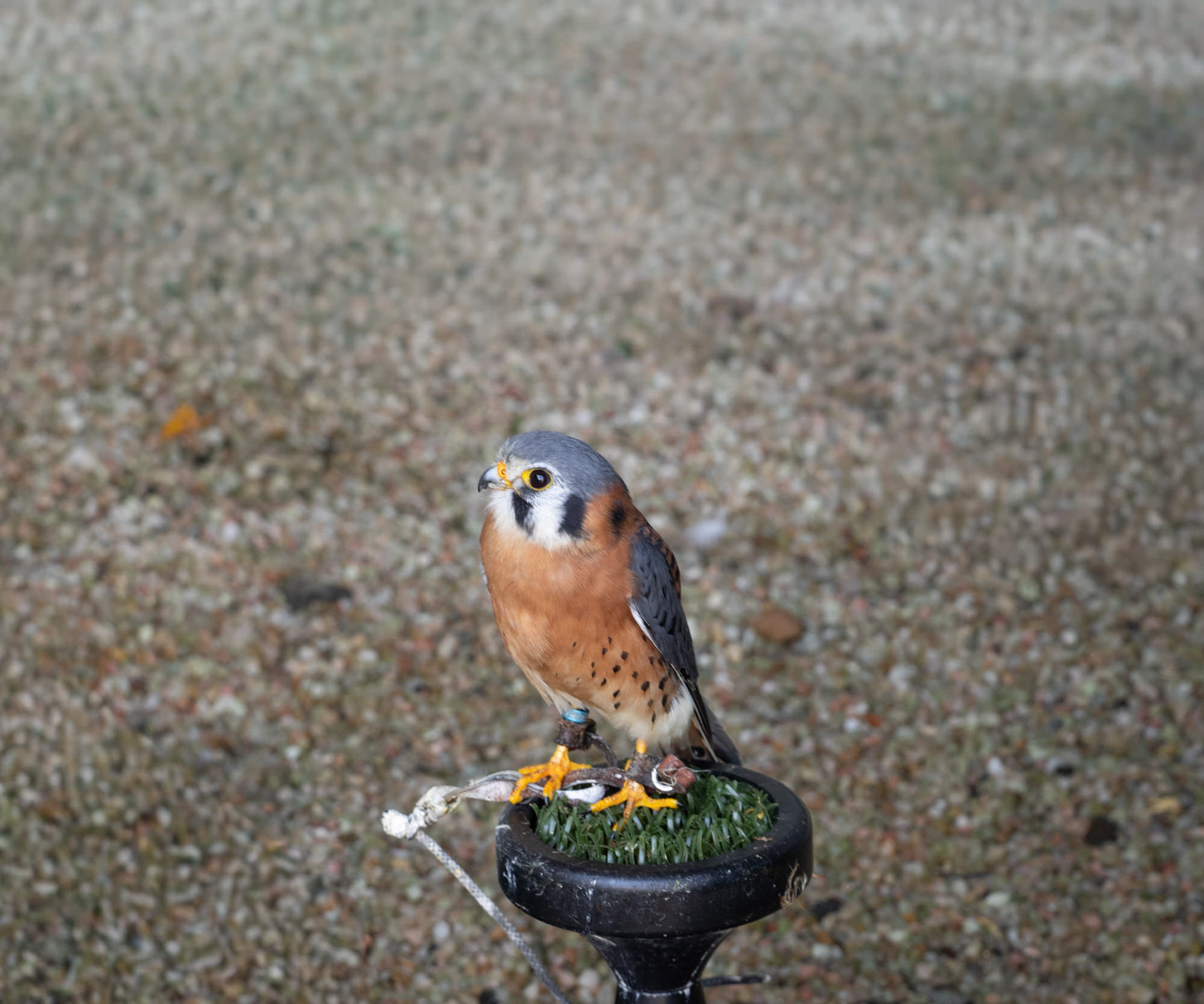 American Kestrel