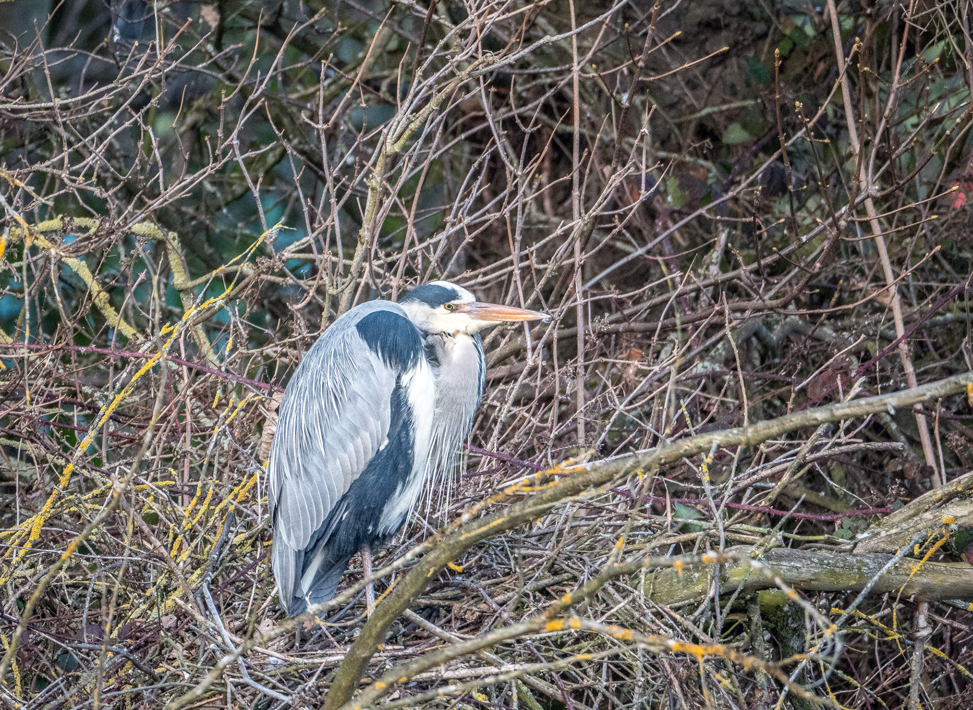 Grey Heron
