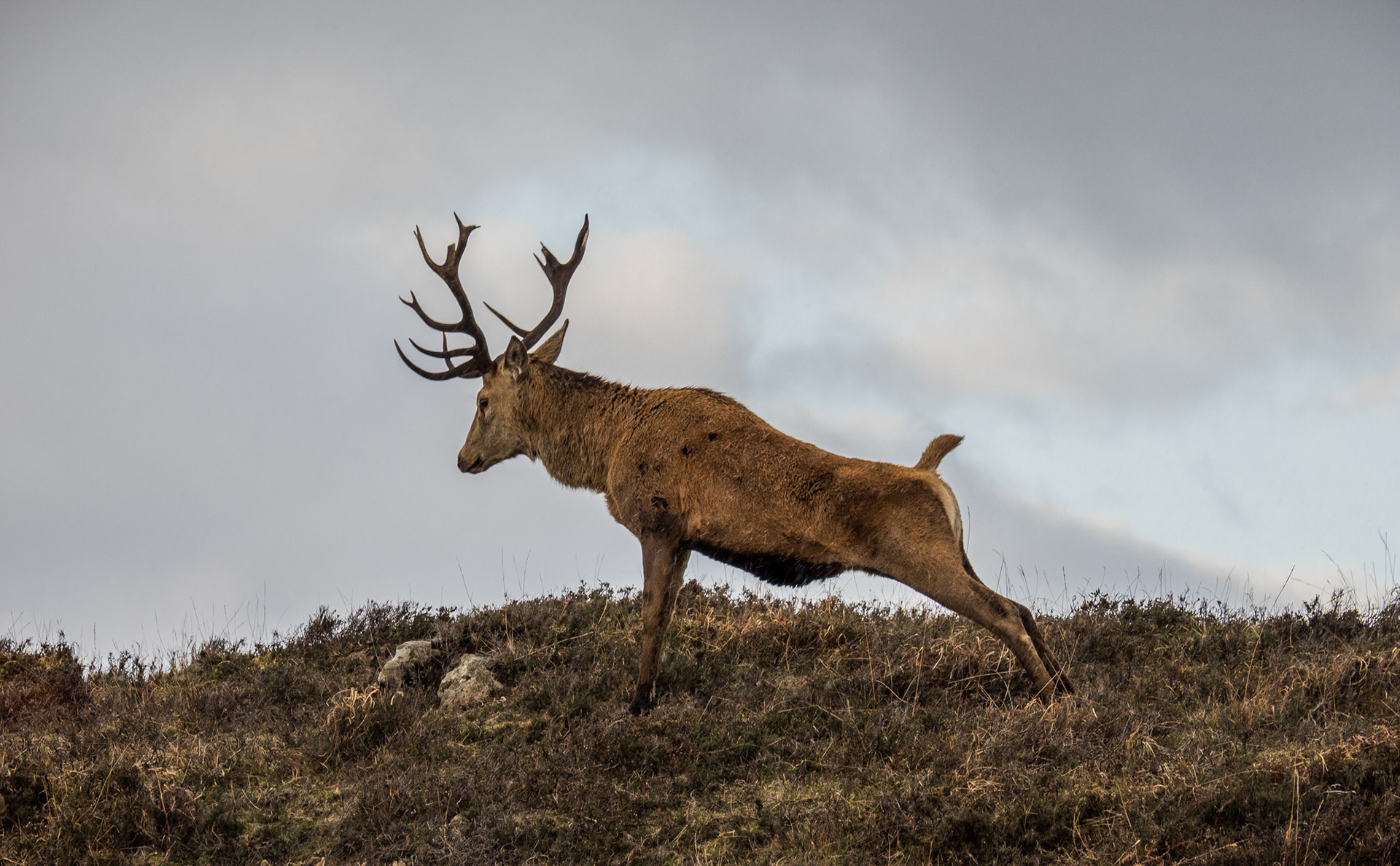 Red Deer