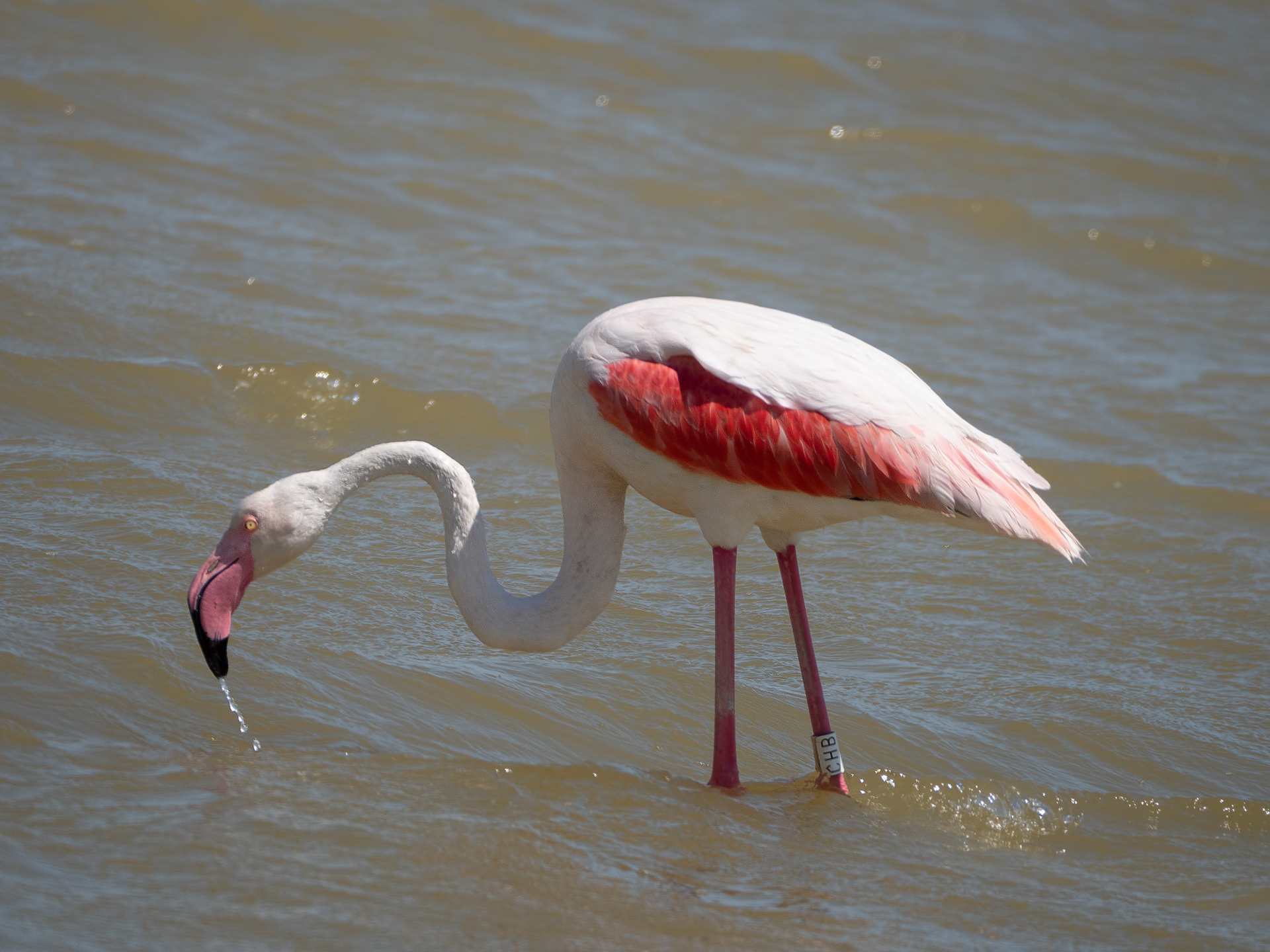 Flamingo