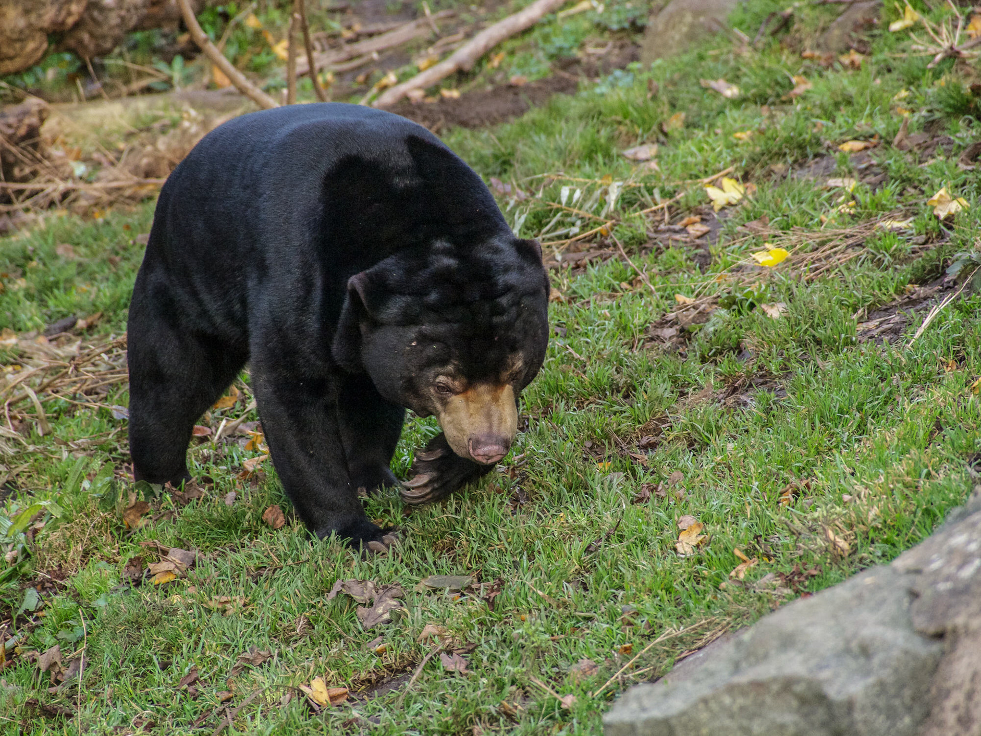 Sun Bear