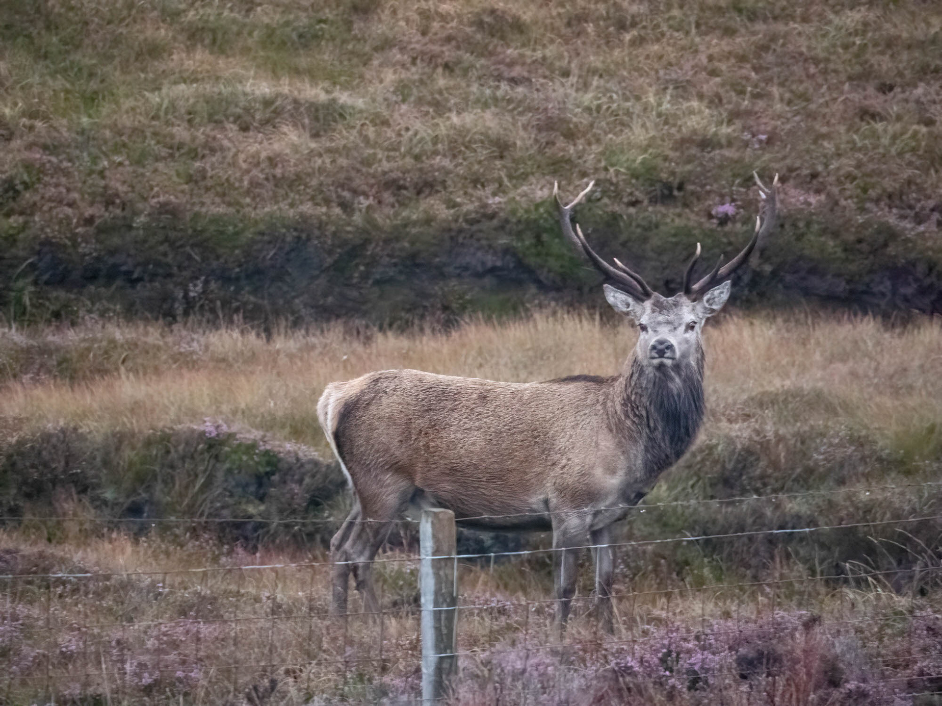 Red Deer