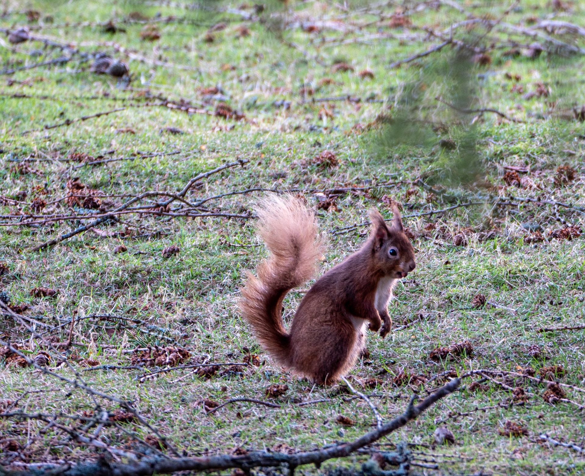 Red Squirrel