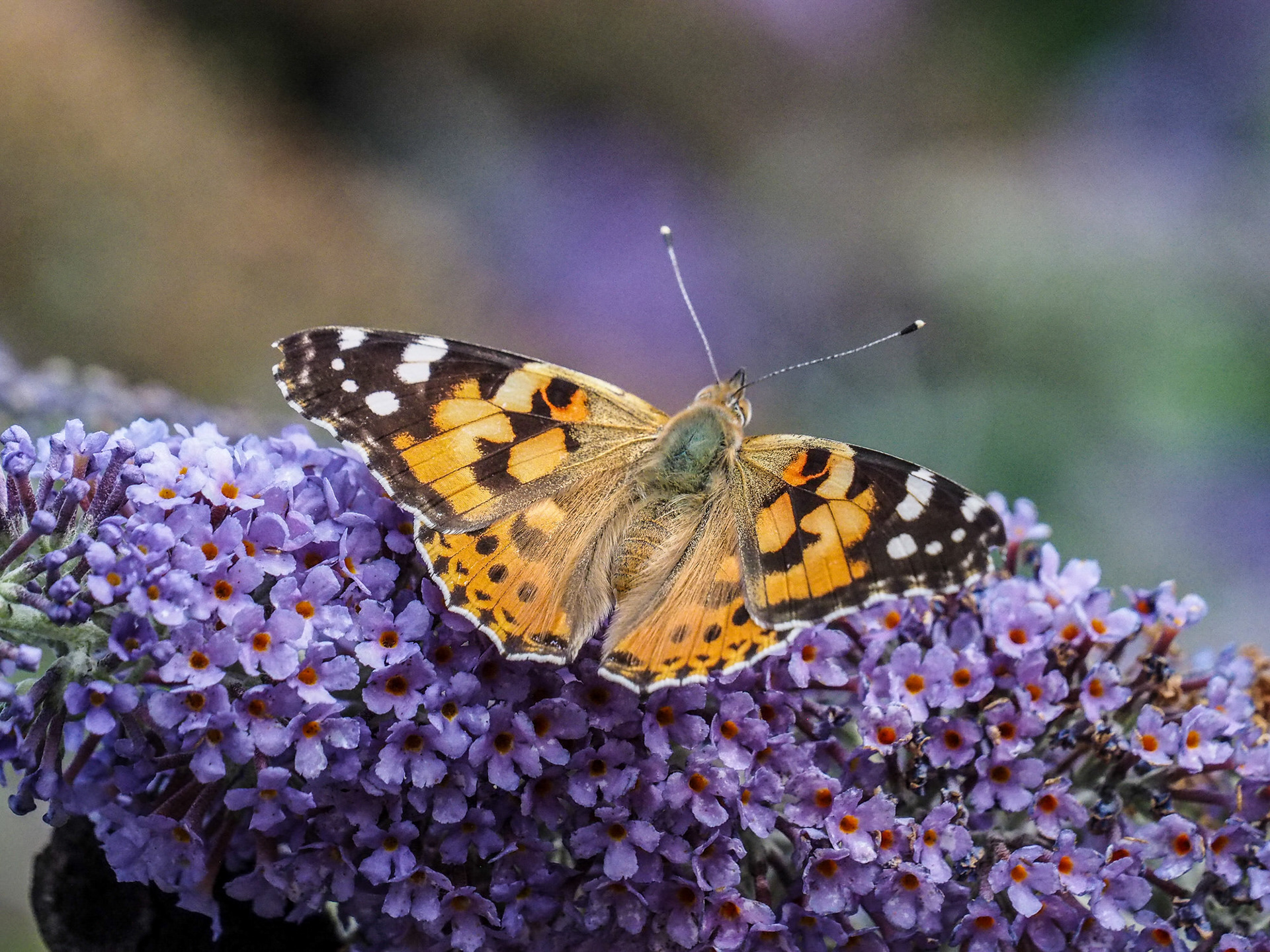 Painted Lady Butterfly