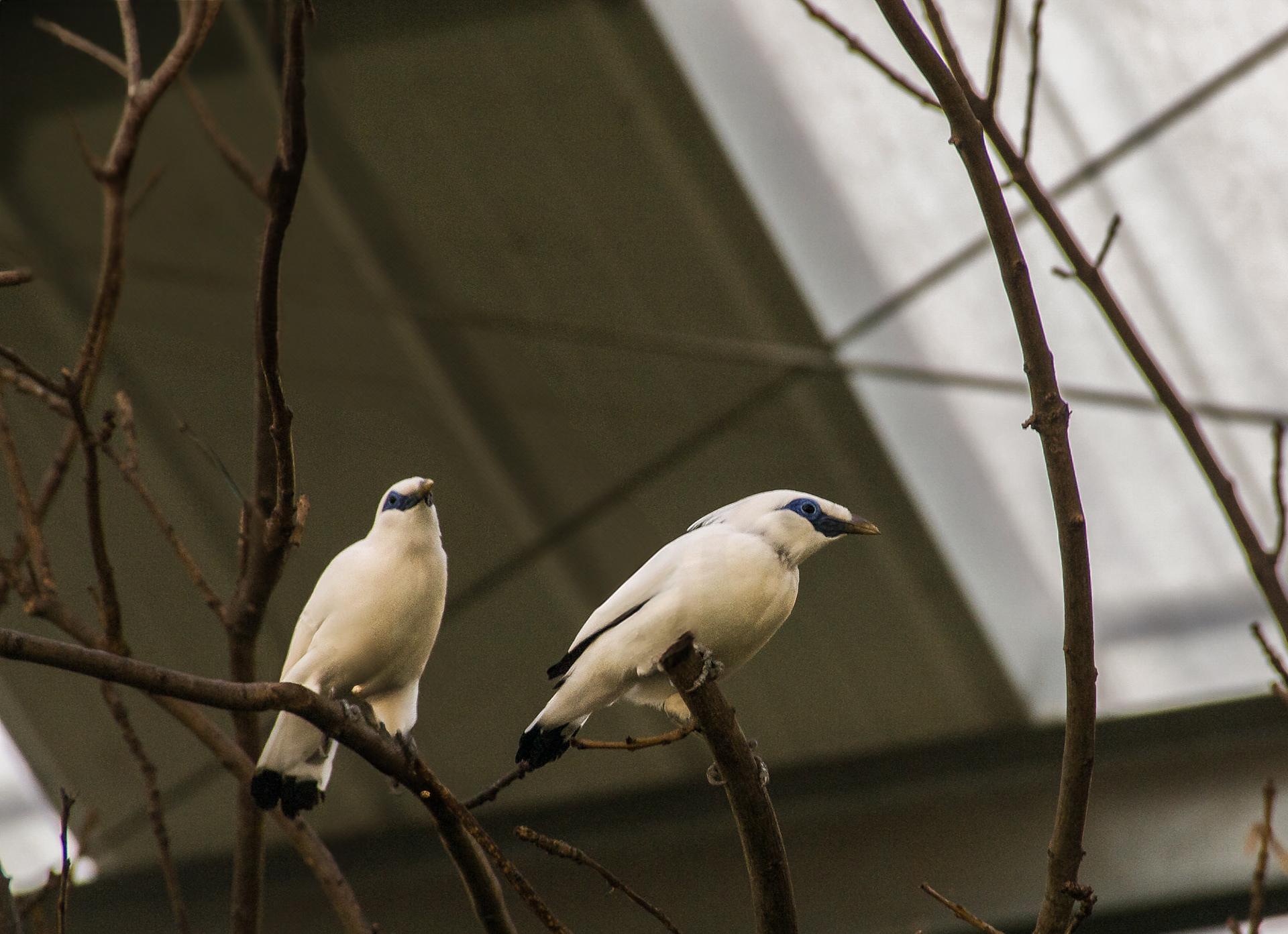 Bali Starlings/White Mynahs