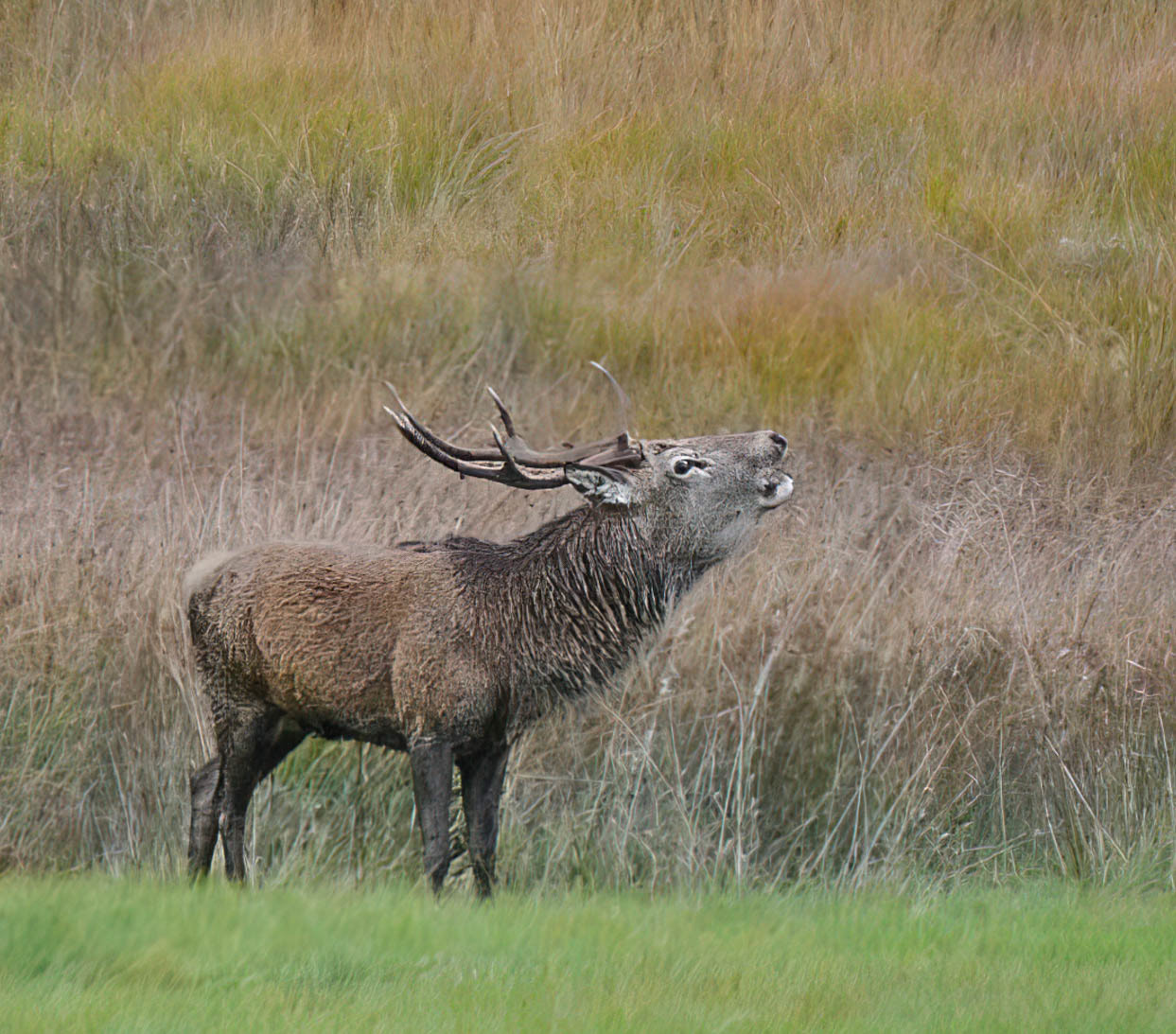 Red Deer