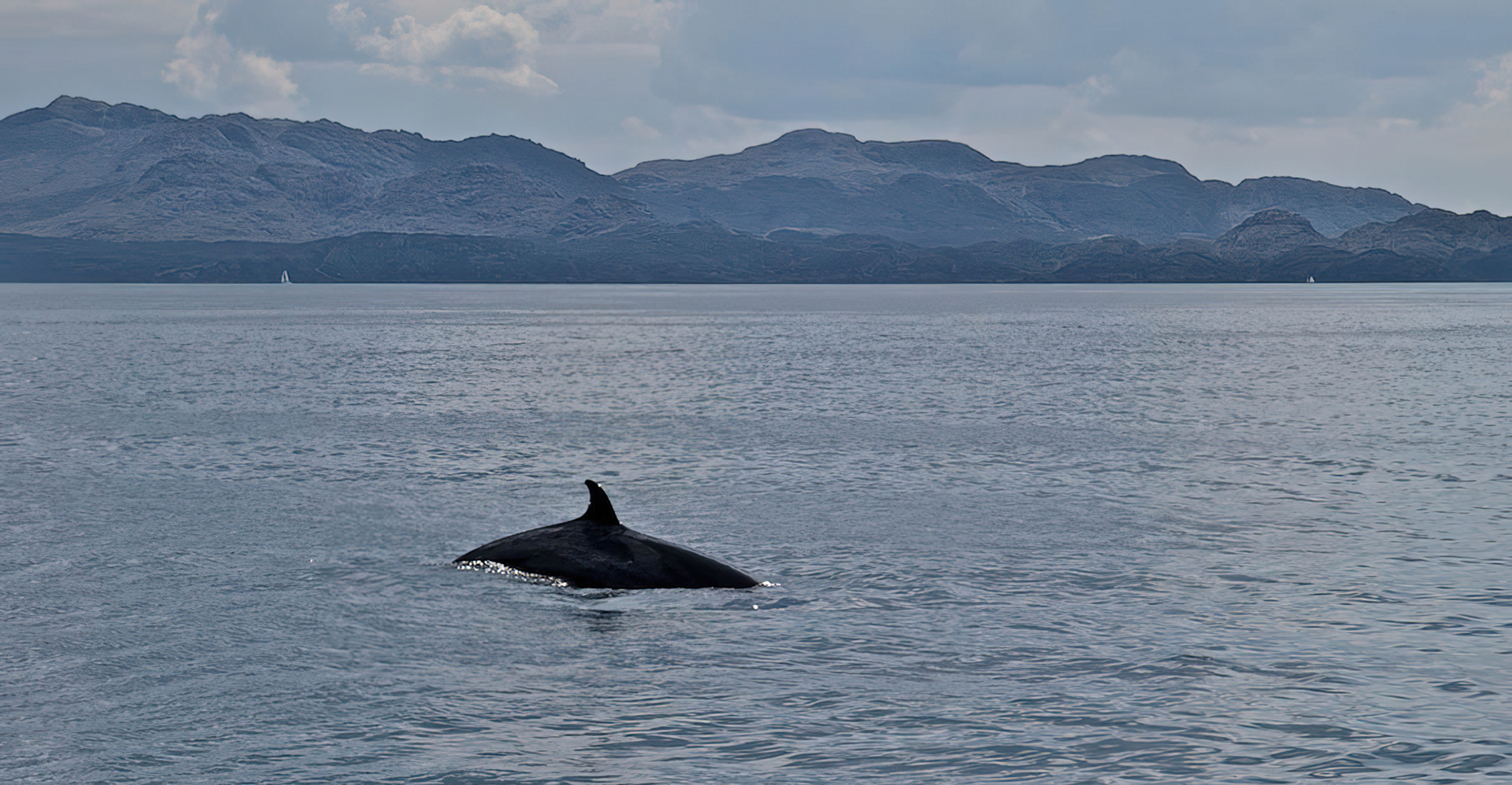 Minke Whale