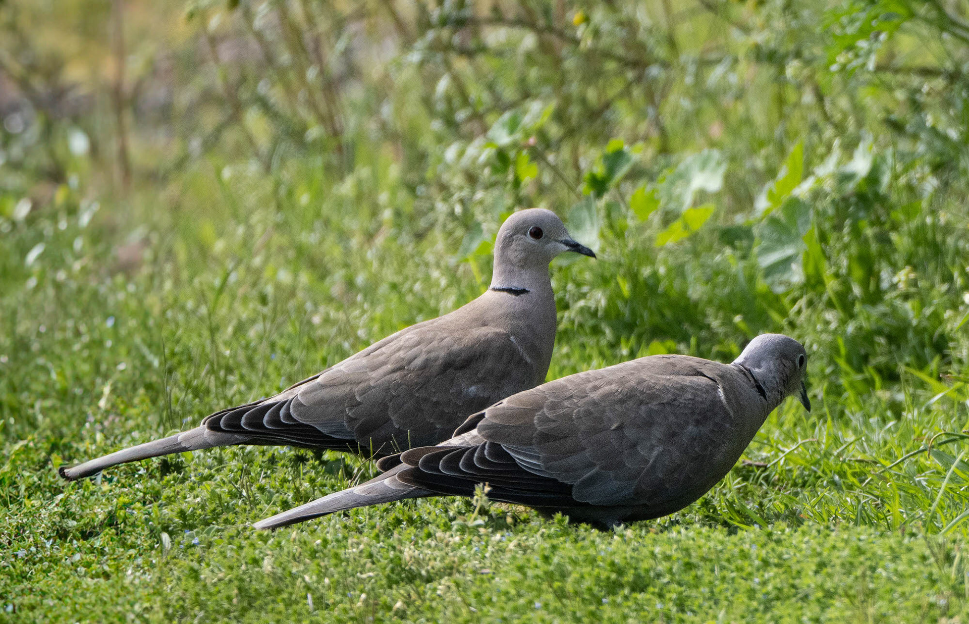 Collared Doves