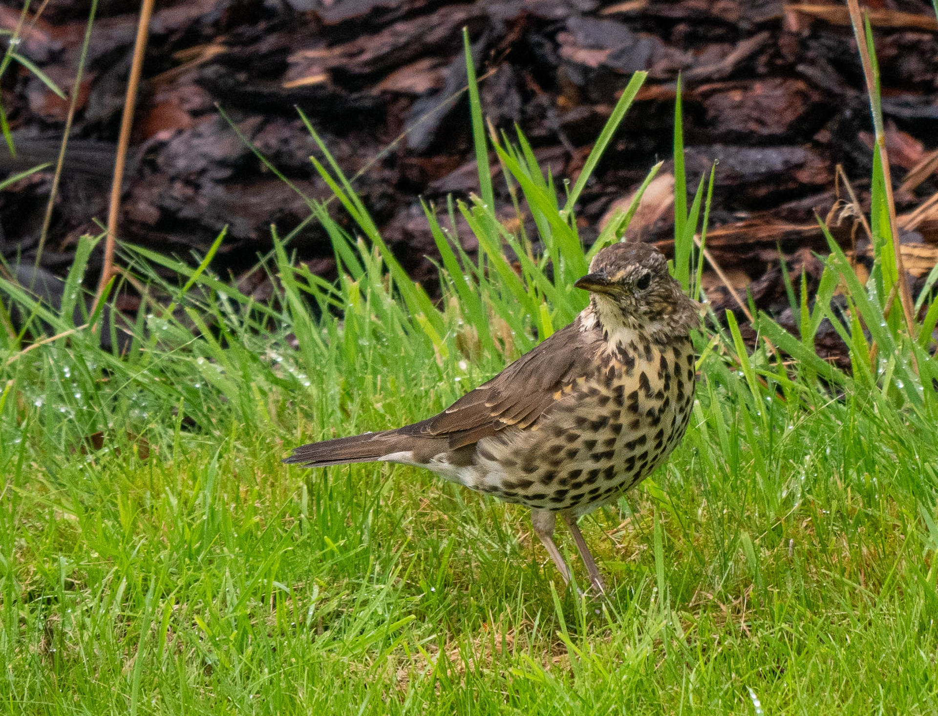Song Thrush