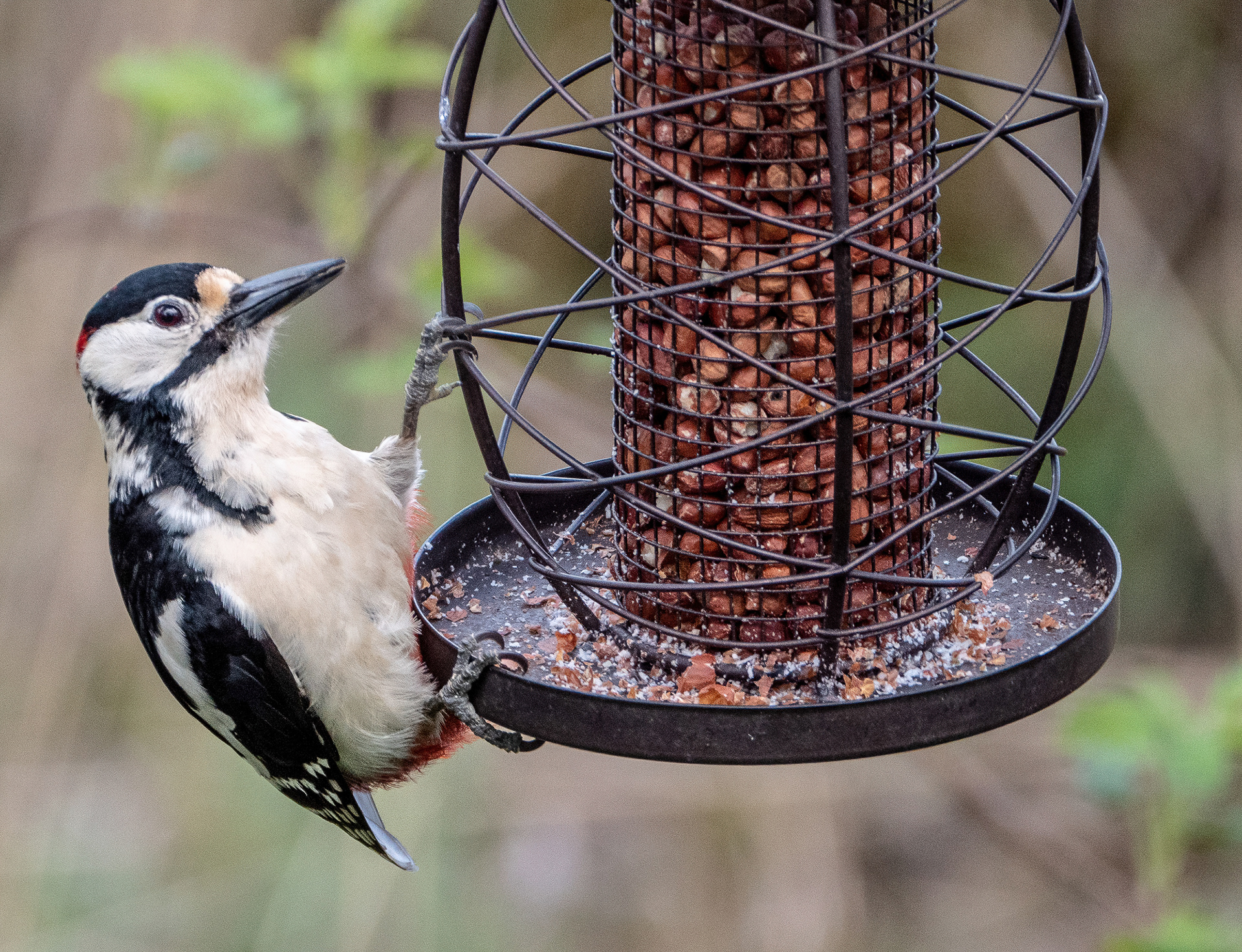 Great Spotted Male Woodpecker