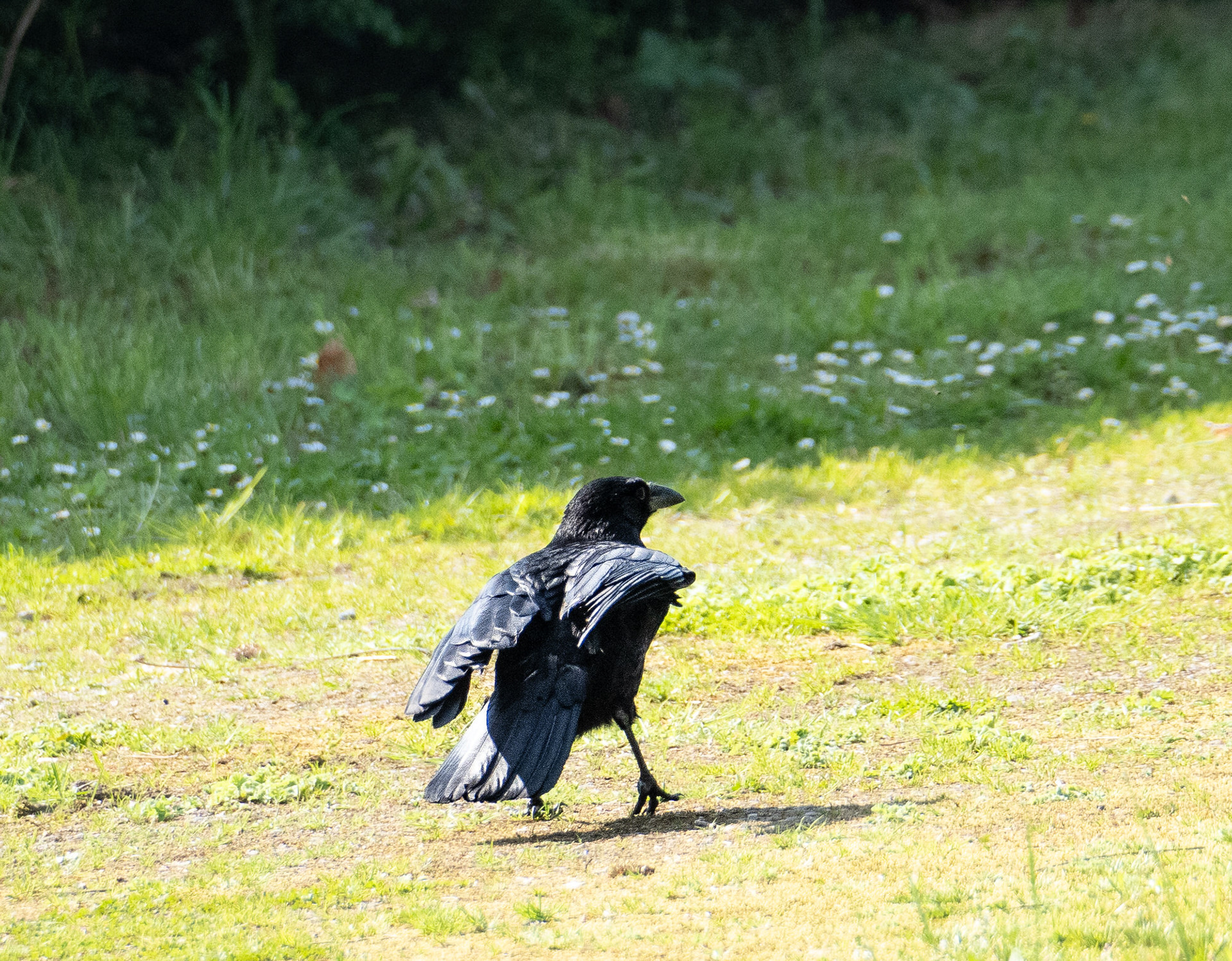 Carrion Crow