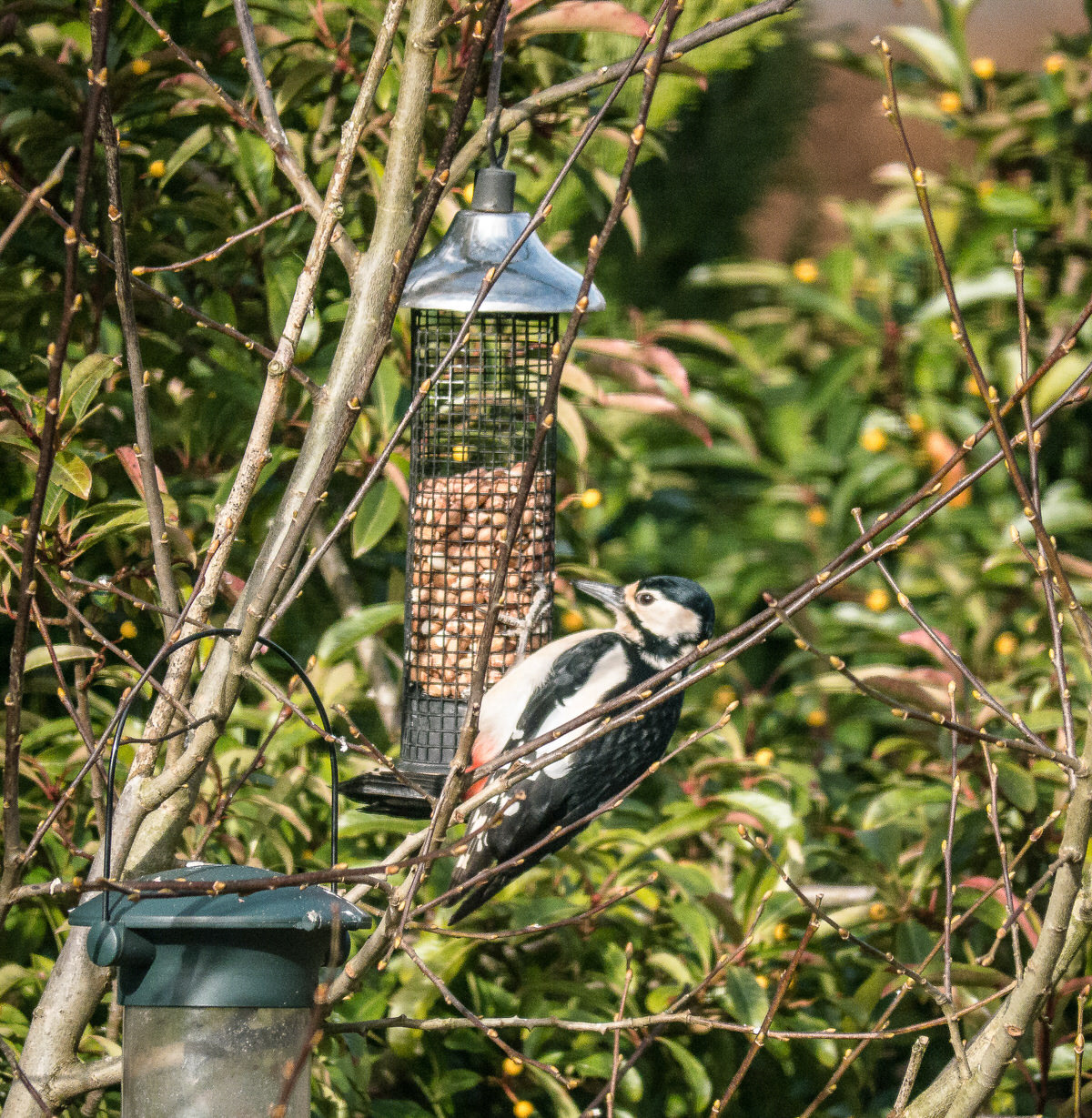 Great Spotted Female Woodpecker