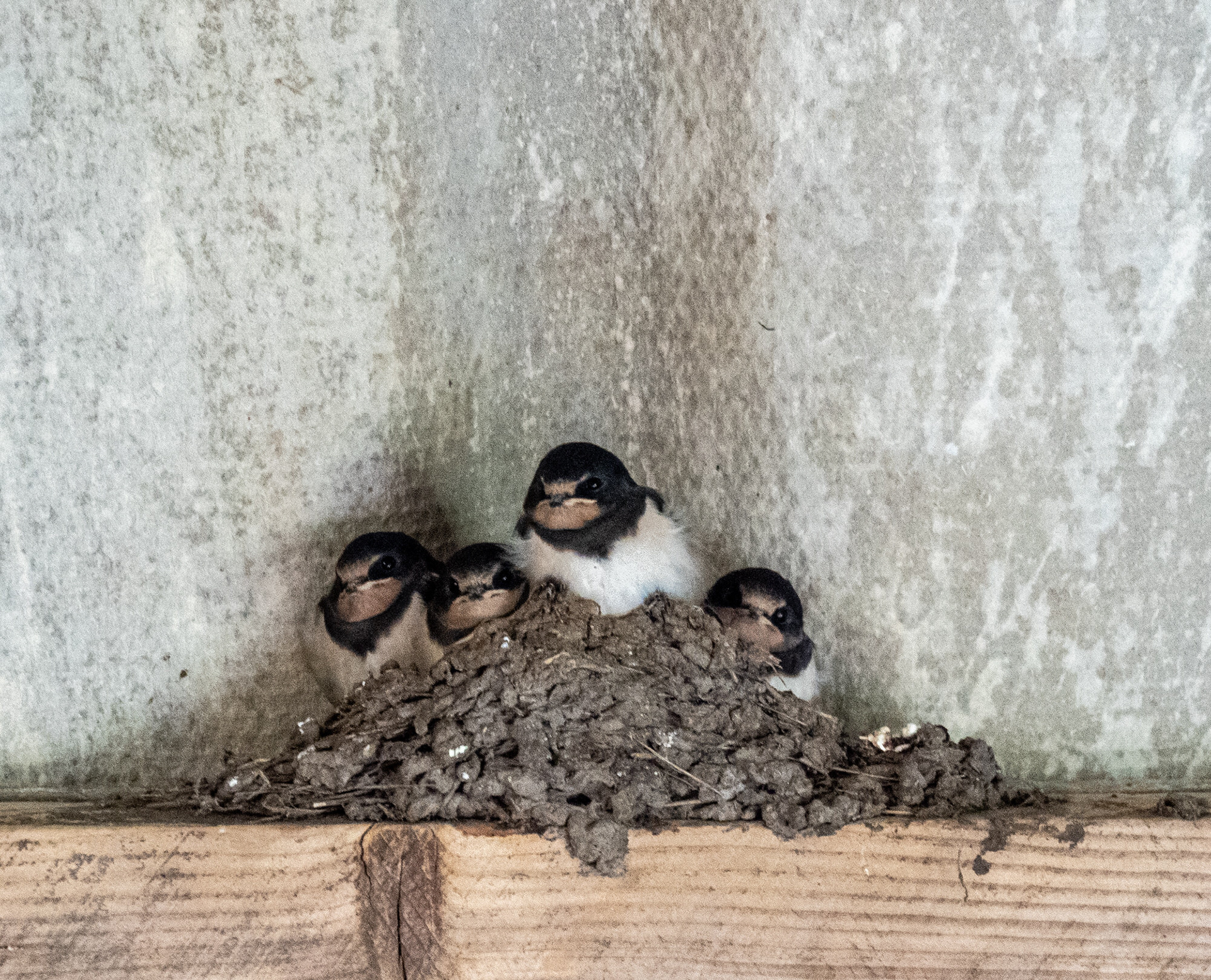 Baby Swallows