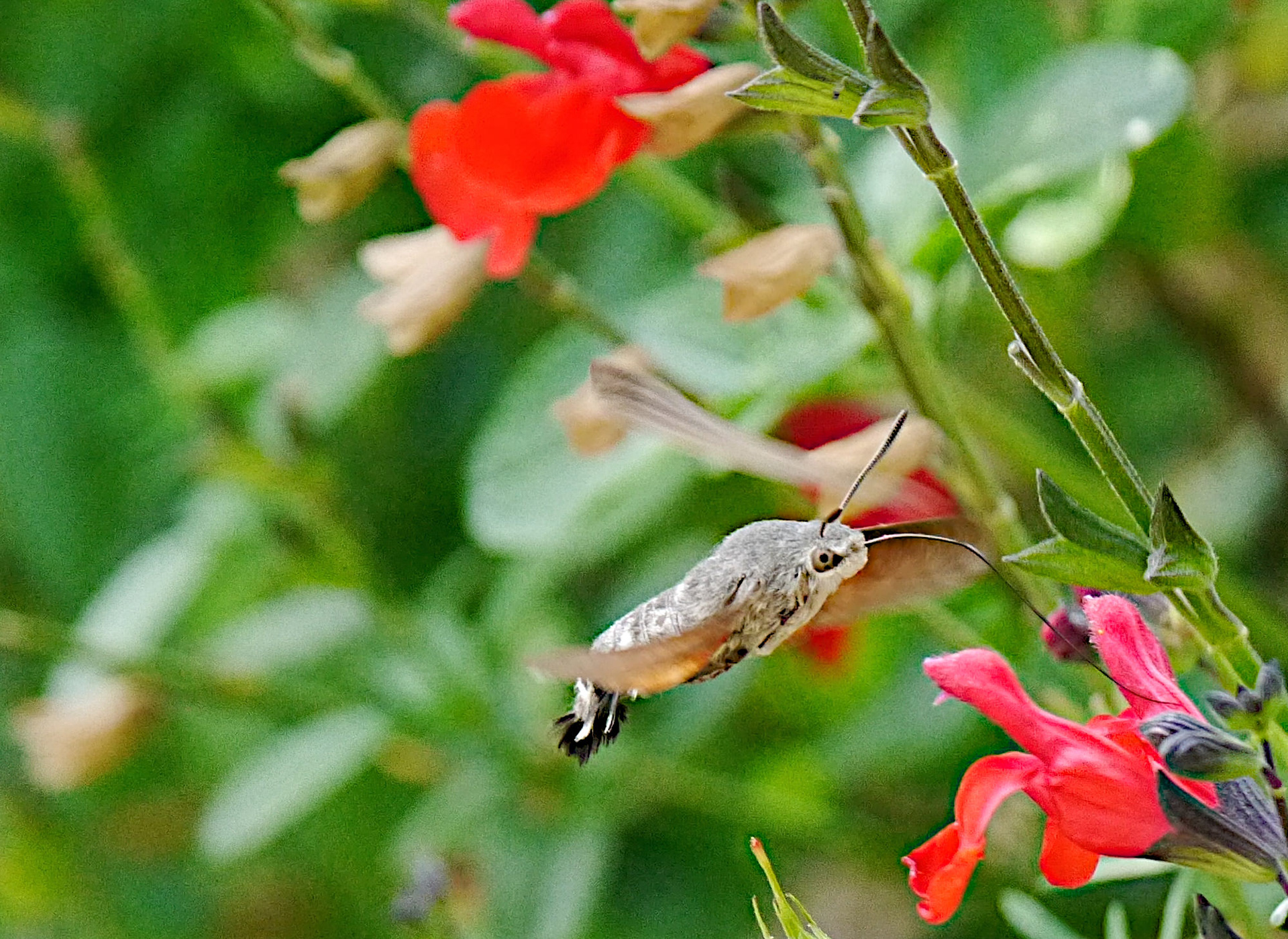 Humming Bird Hawk-moth