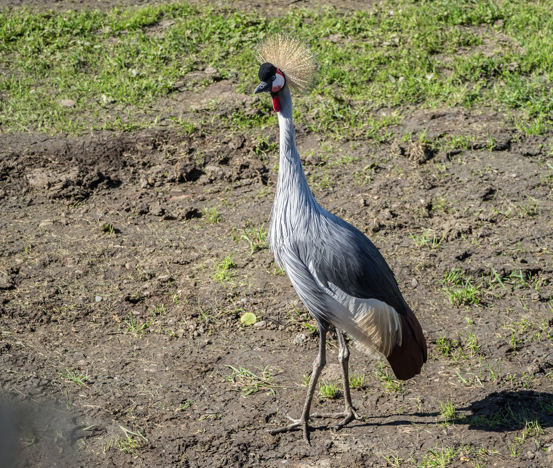Grey Crowned Crane