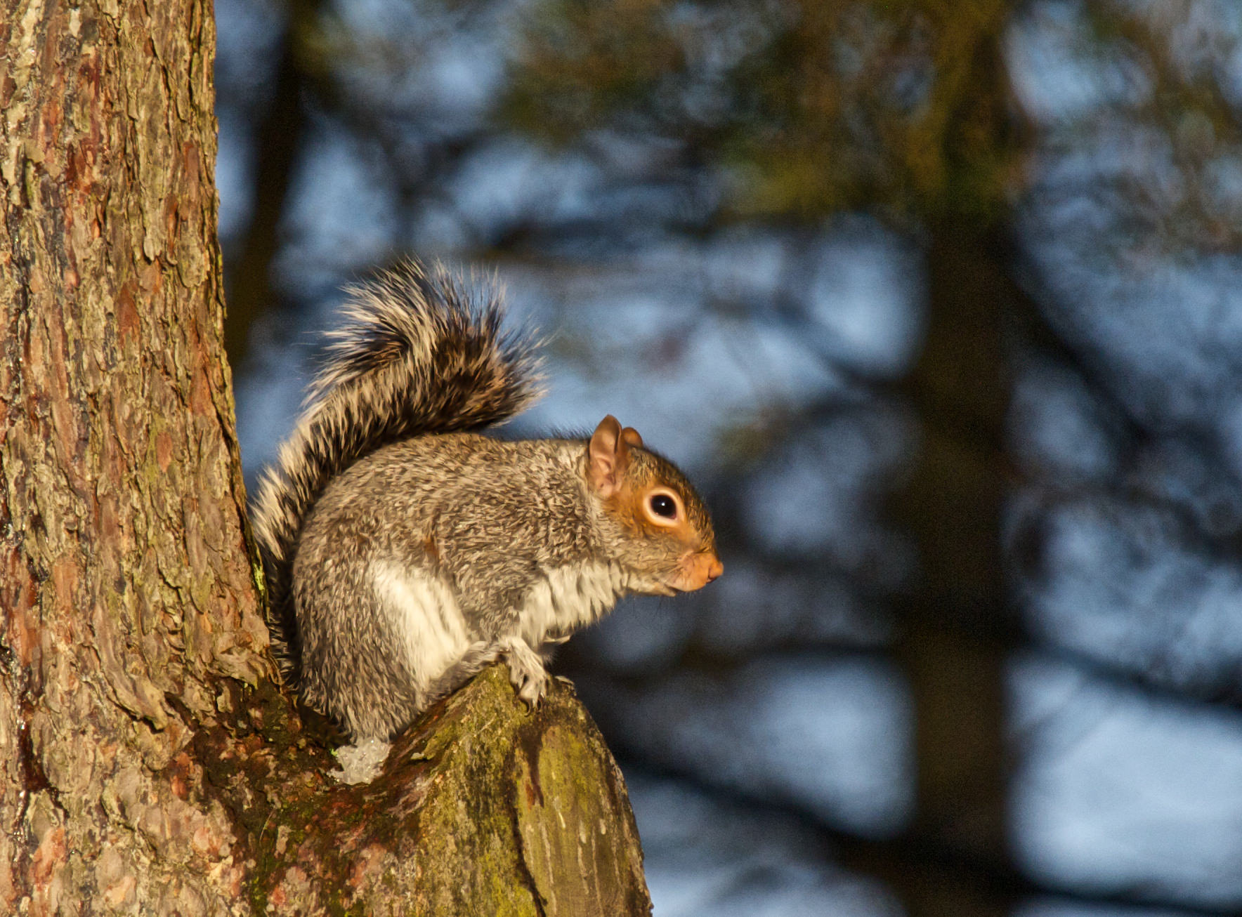 Grey Squirrel