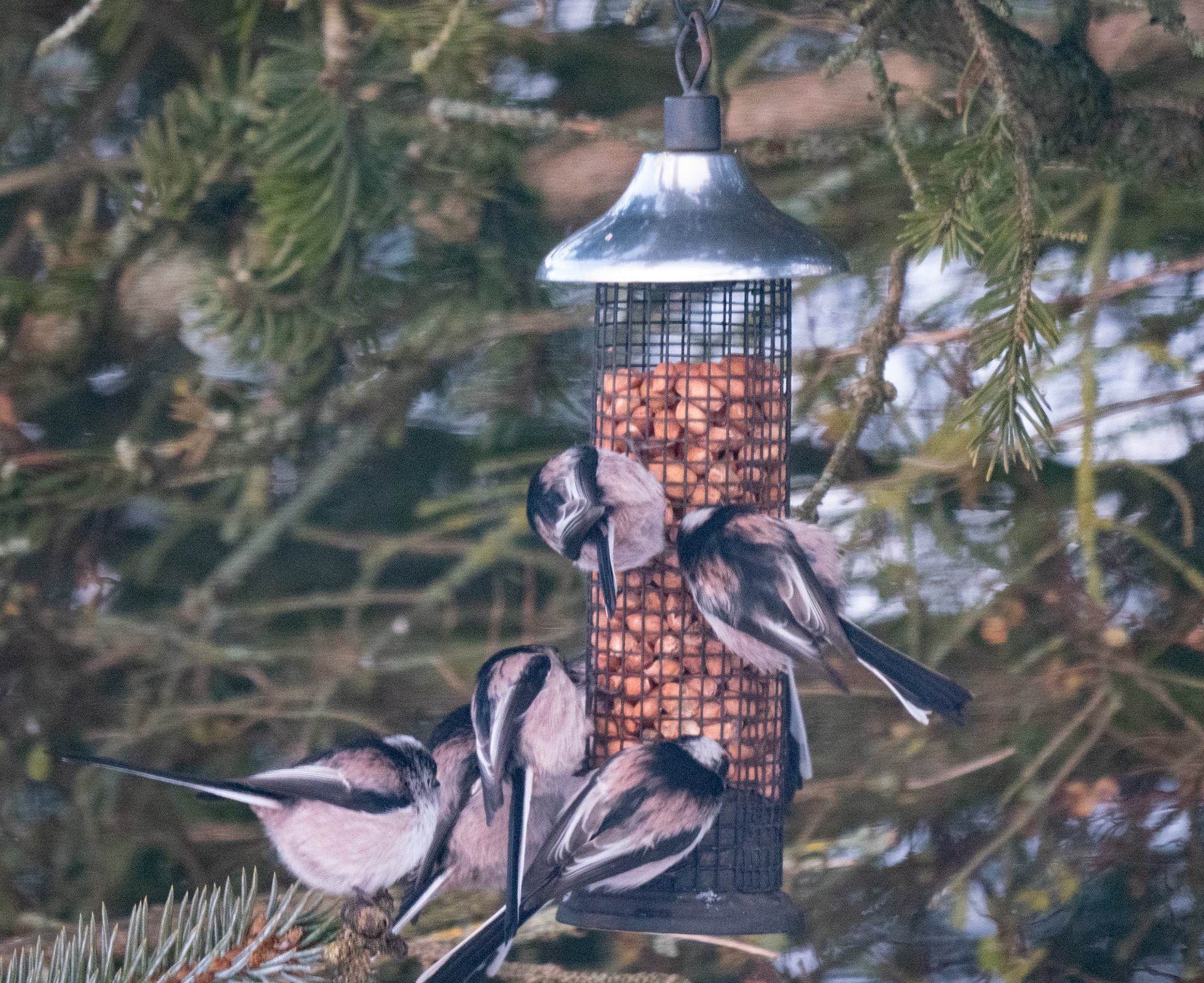 Long Tailed Tits