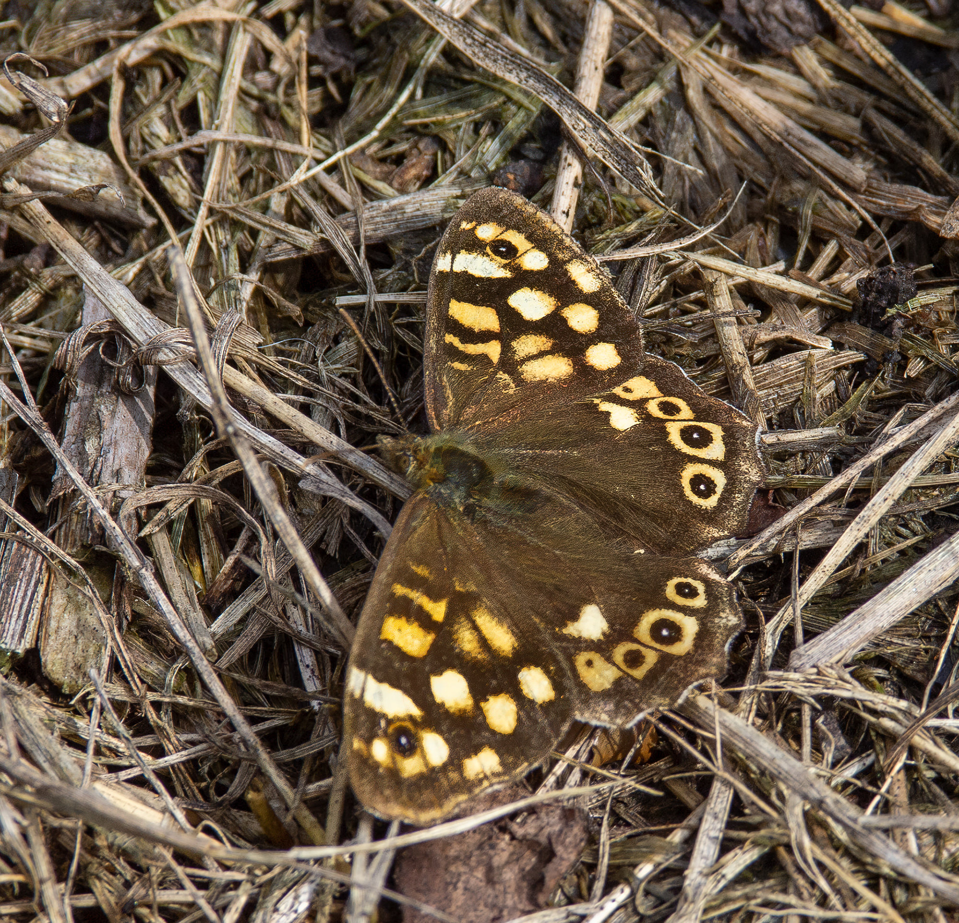 Speckled Wood Butterfly