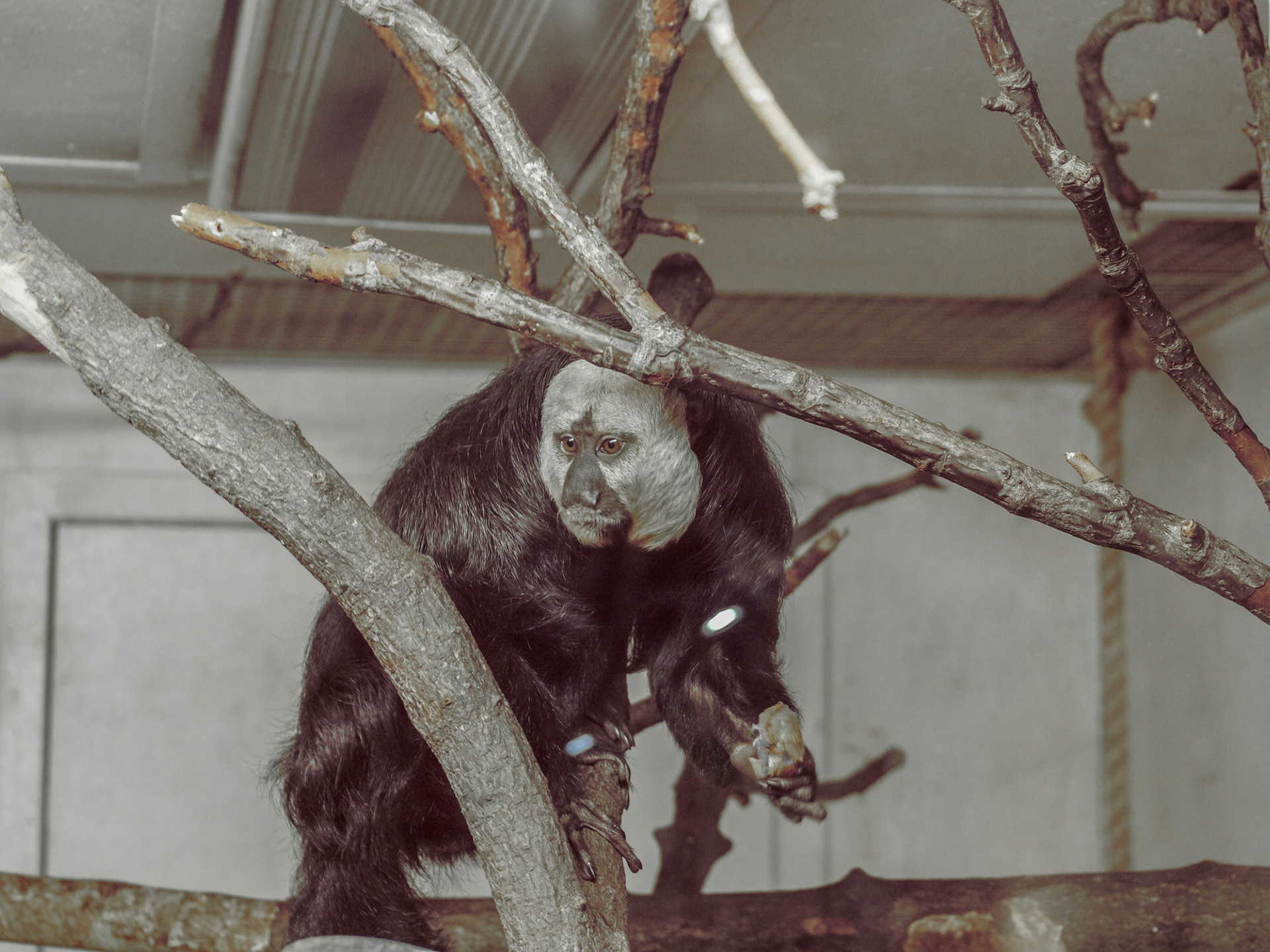 White Faced Saki Monkey