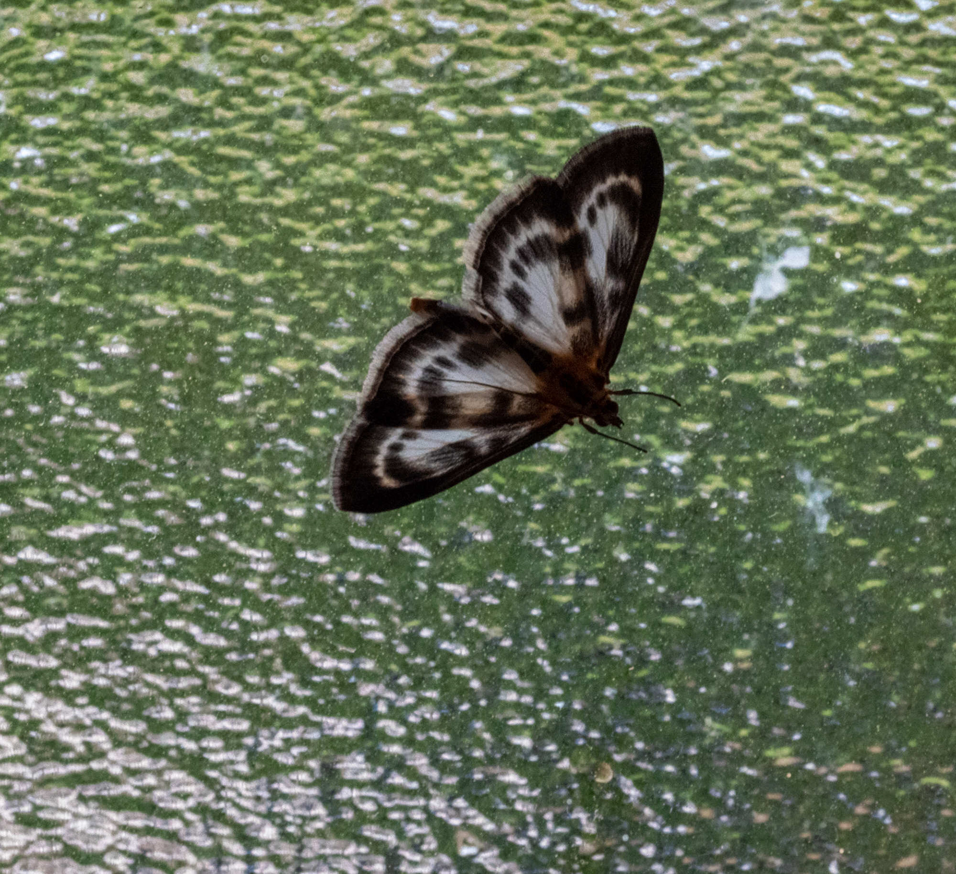 Small Magpie Moth