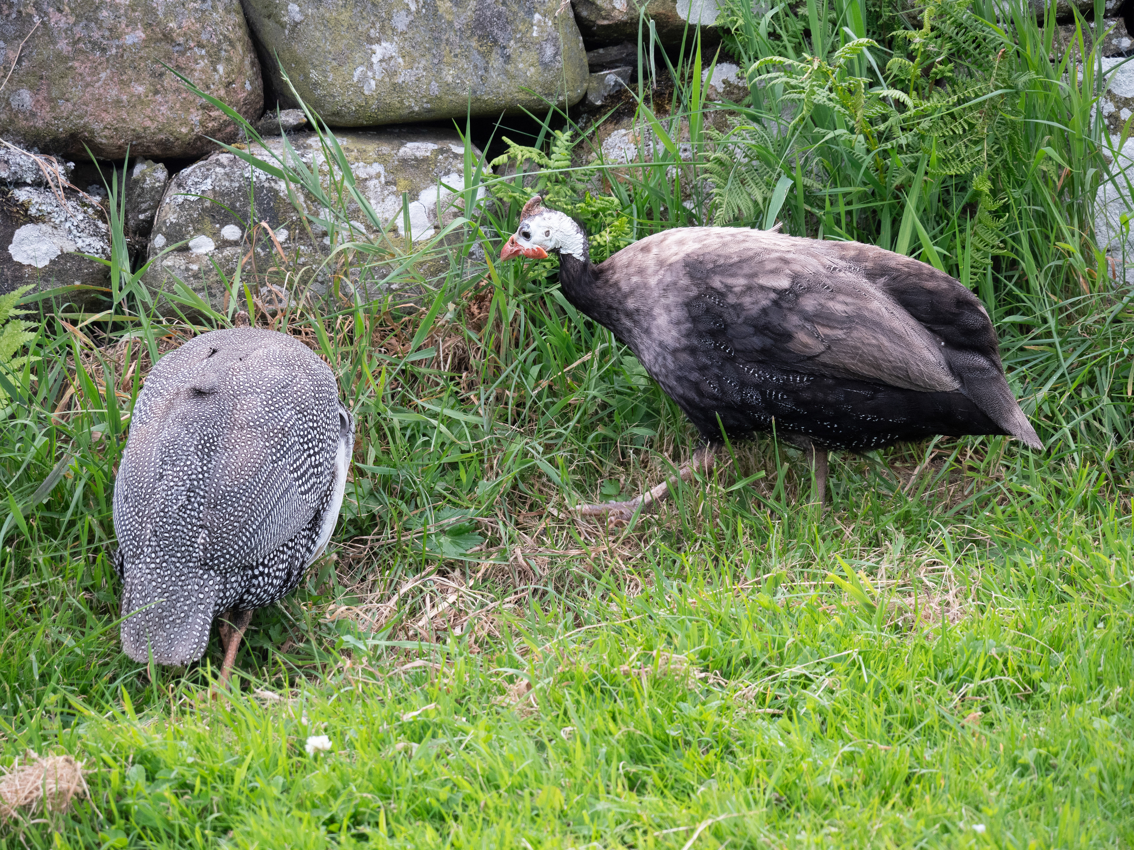 Guineafowl