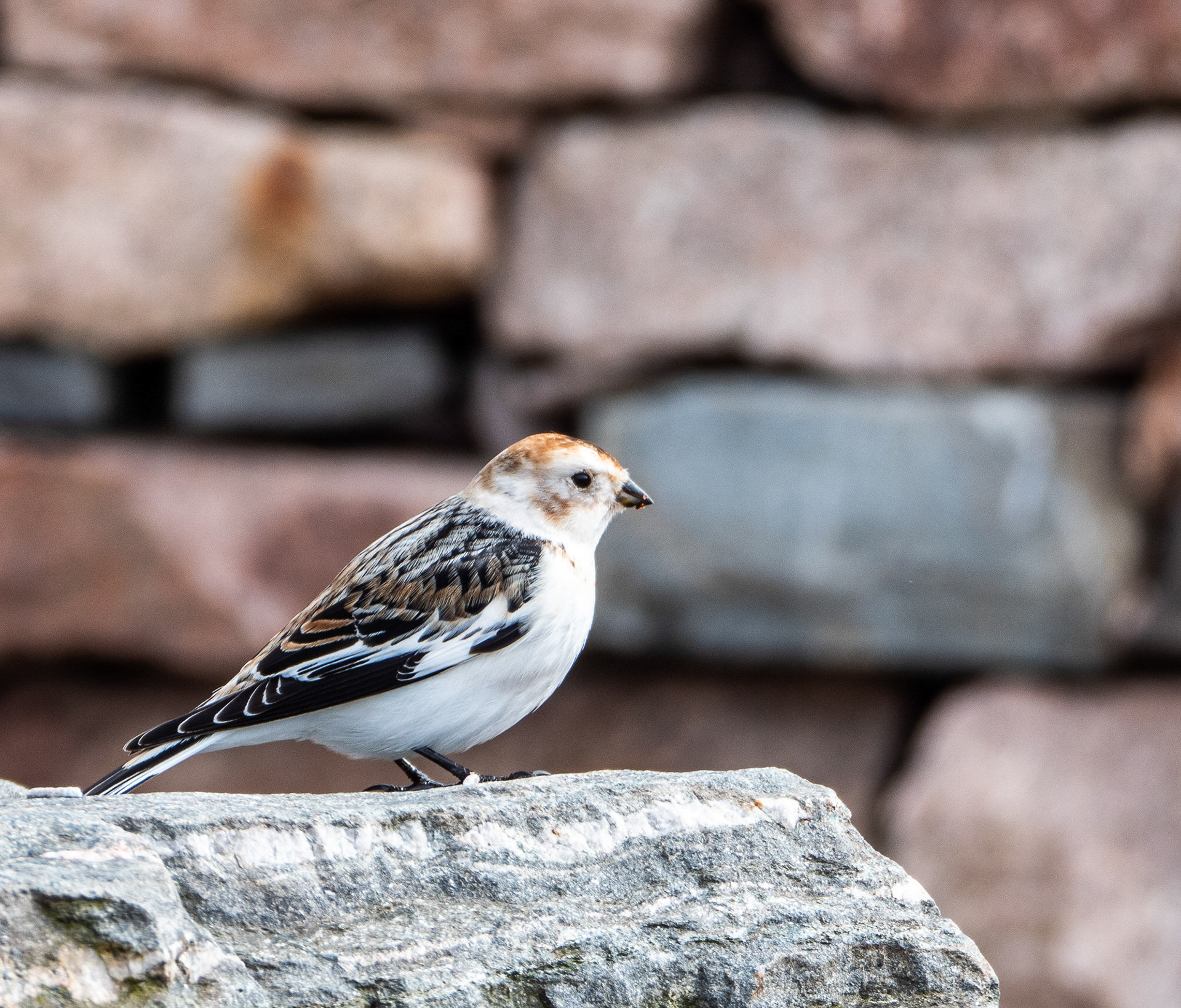 Snow Bunting