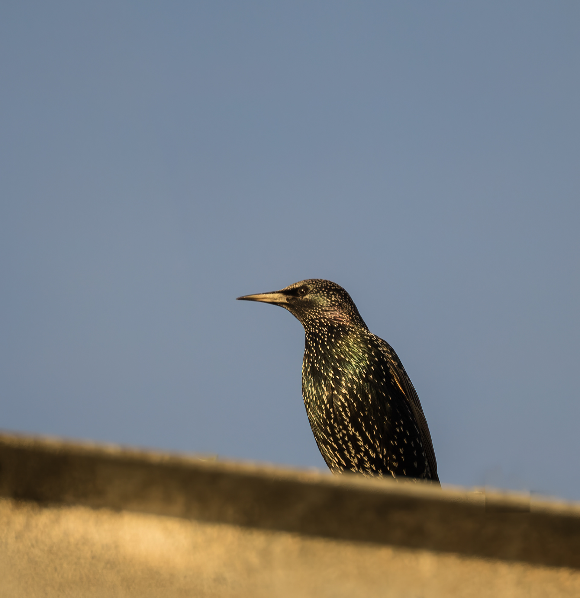 Starling