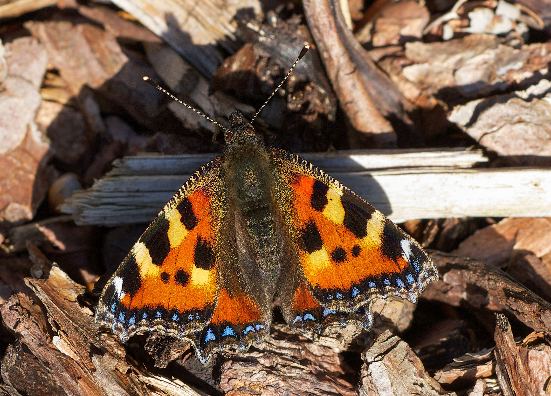 Small Tortoiseshell Butterfly