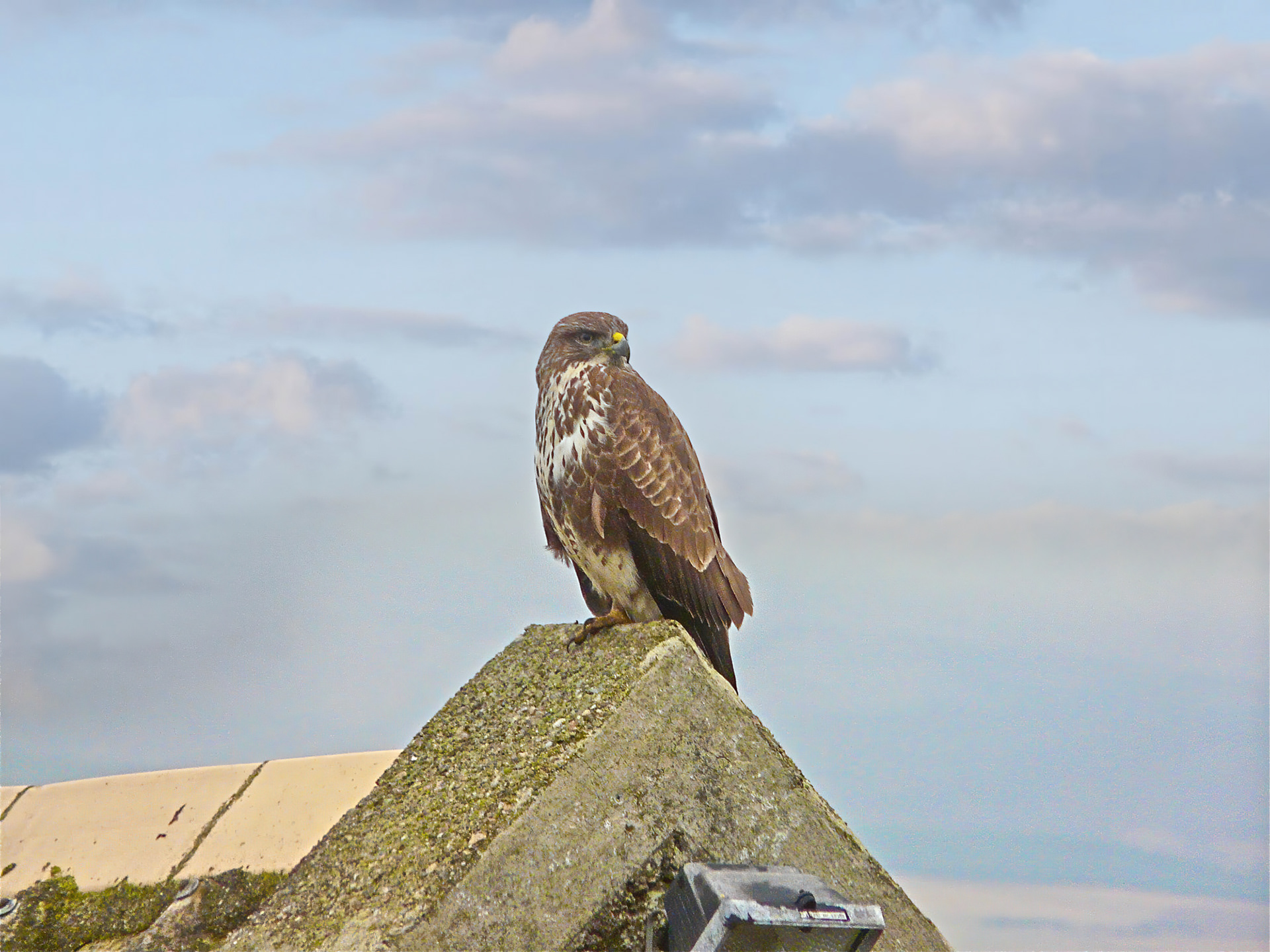 Buzzard