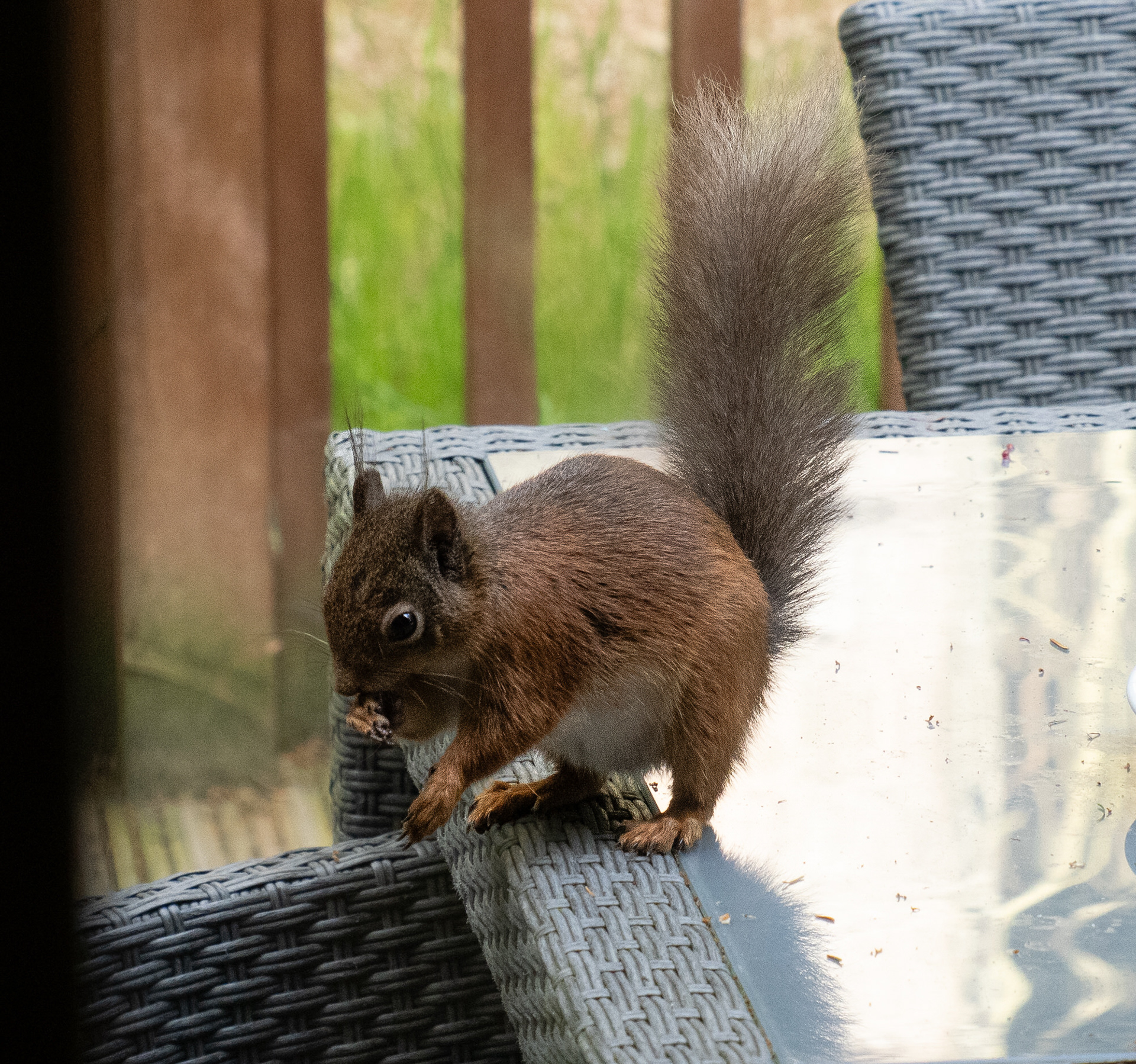 Red squirrel