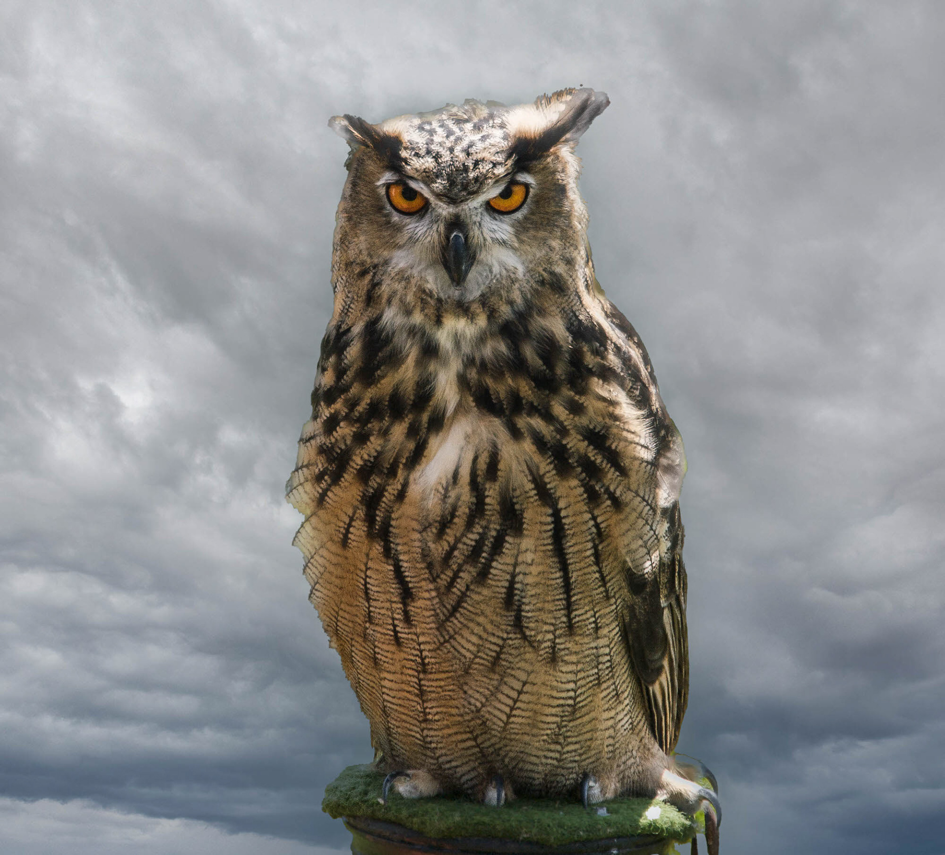 Great horned owl
