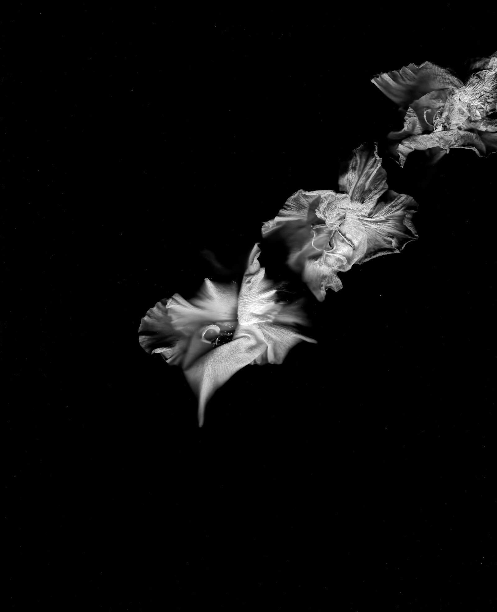Gladioli scanography