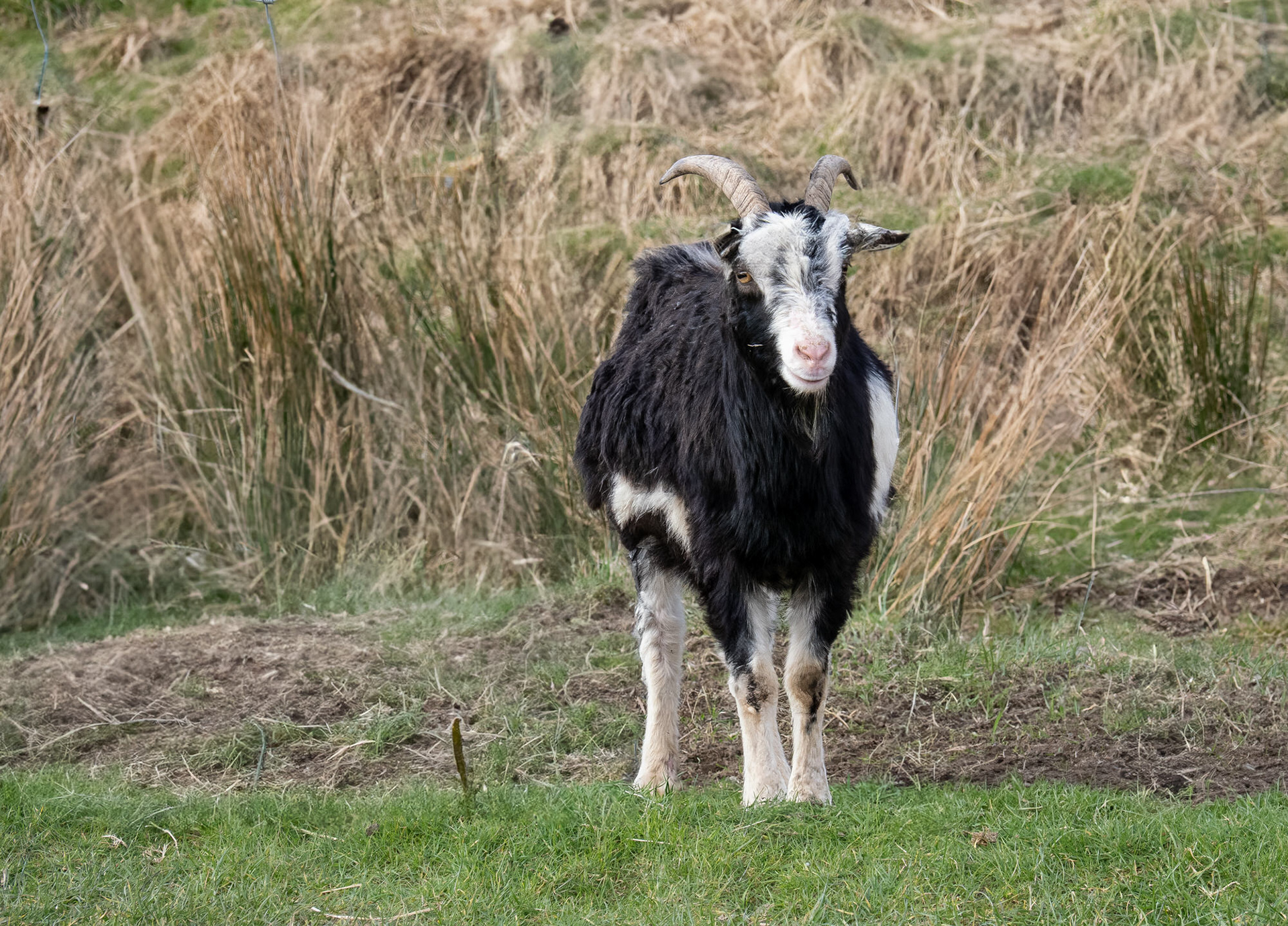 Wild Goat in Galloway Forest Park