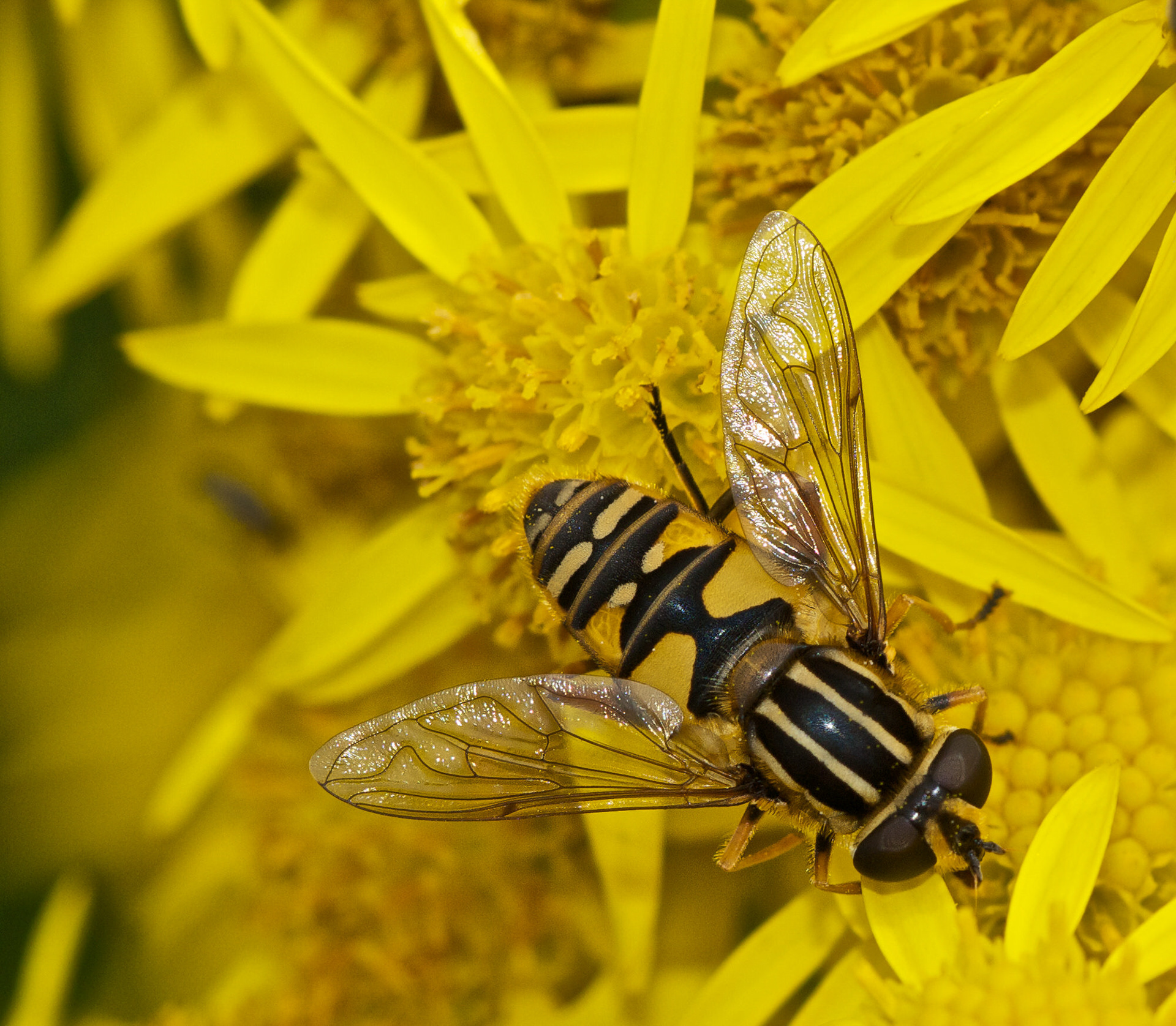 Hoverfly