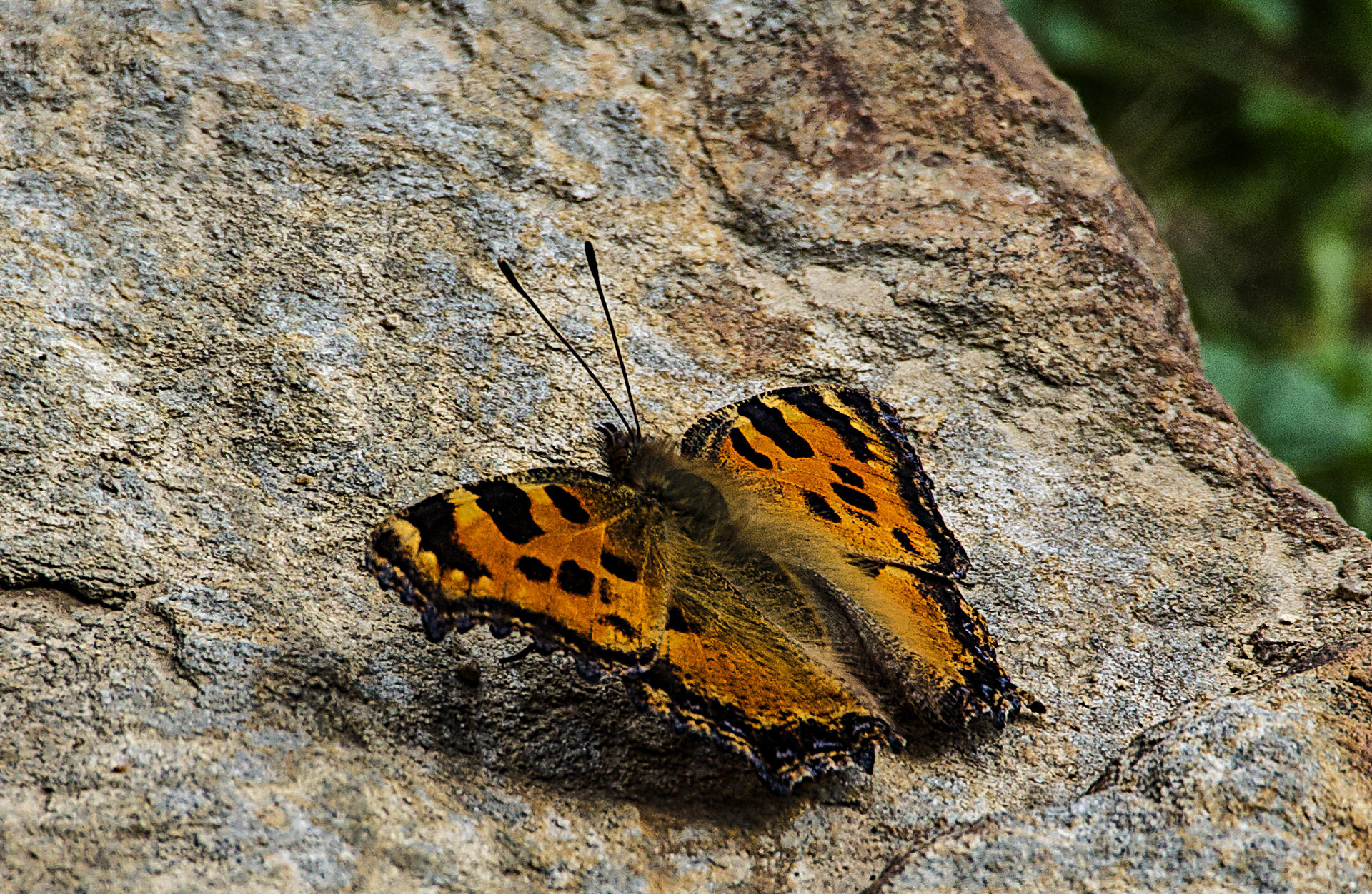 Large Tortoiseshell Butterfly