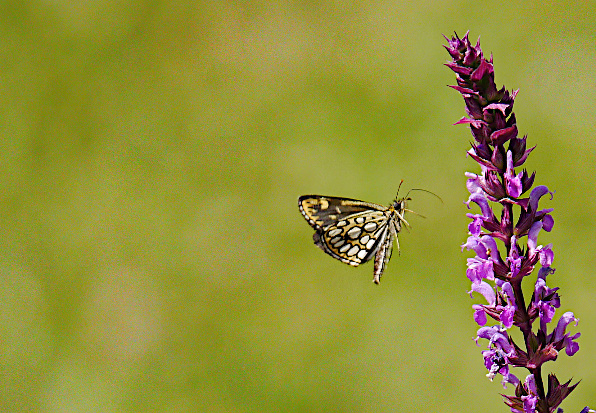 Large Chequered Skipper Butterfly